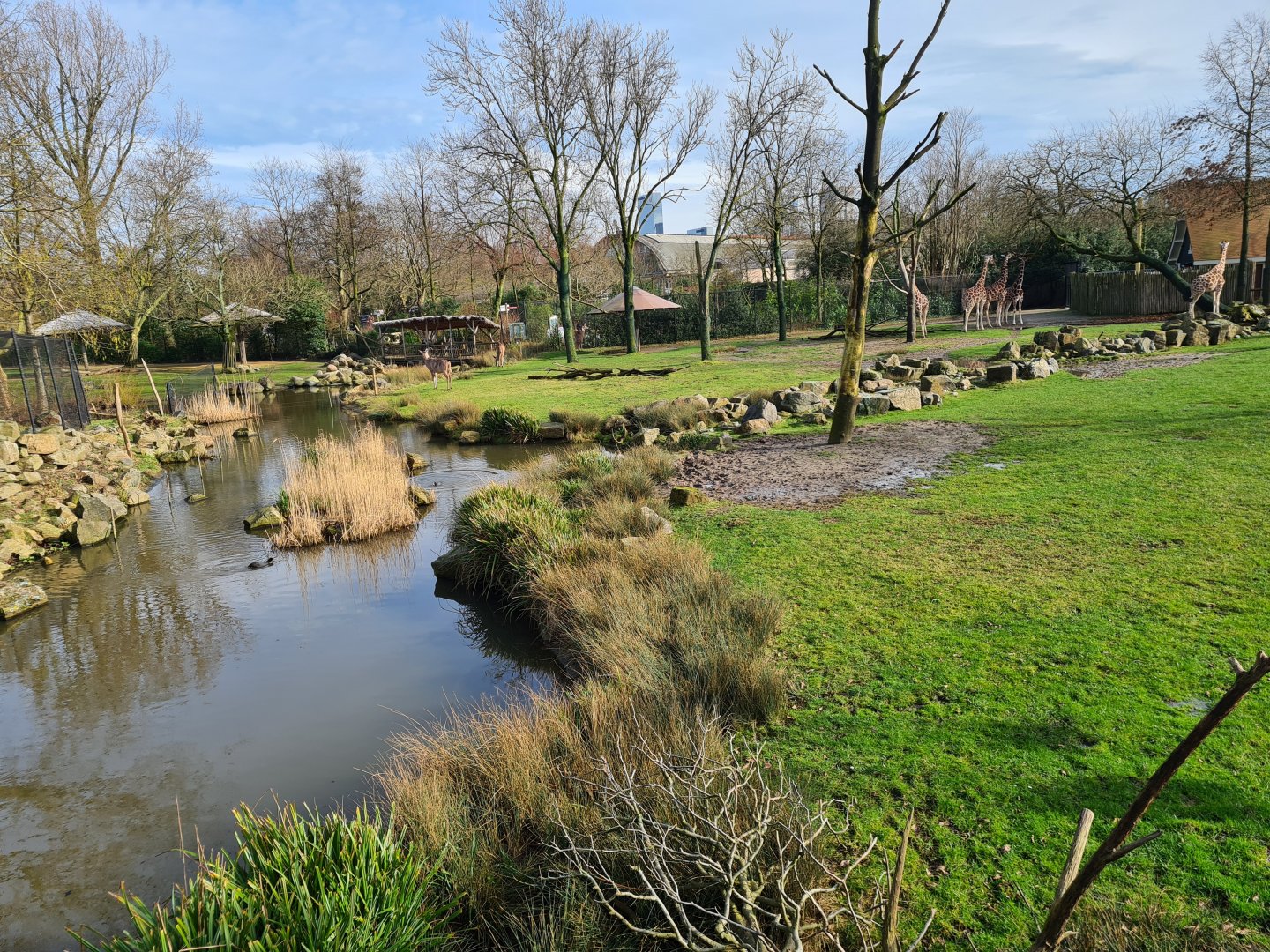 Africa - Larger Savannah enclosure