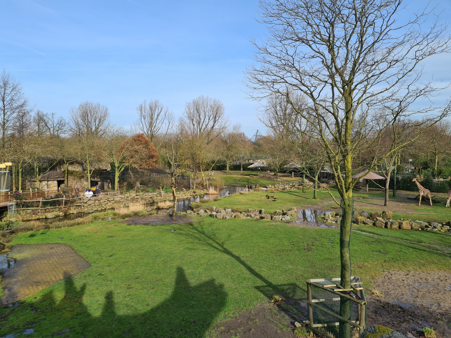 Africa - Larger Savannah enclosure