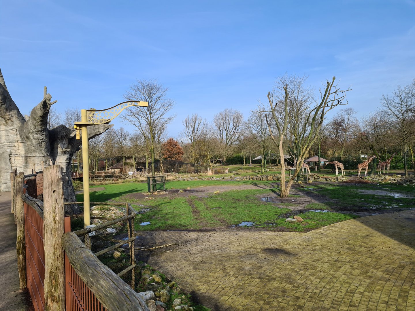 Africa - Larger Savannah enclosure