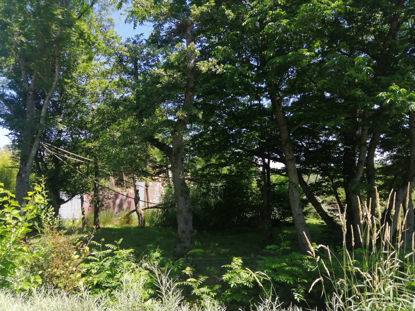 Africa - Lemur Island