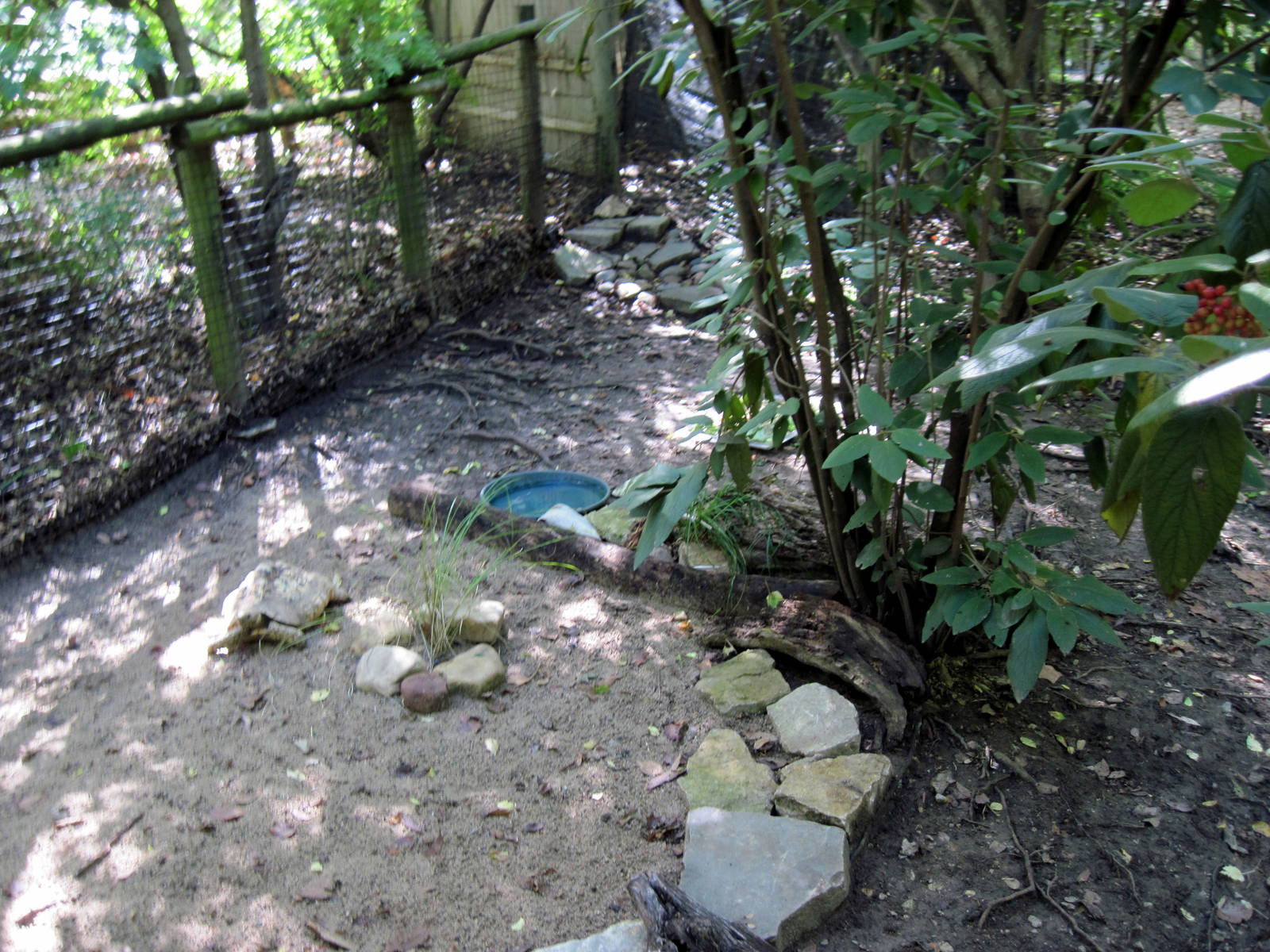Africa-Leopard Tortoise Exhibit