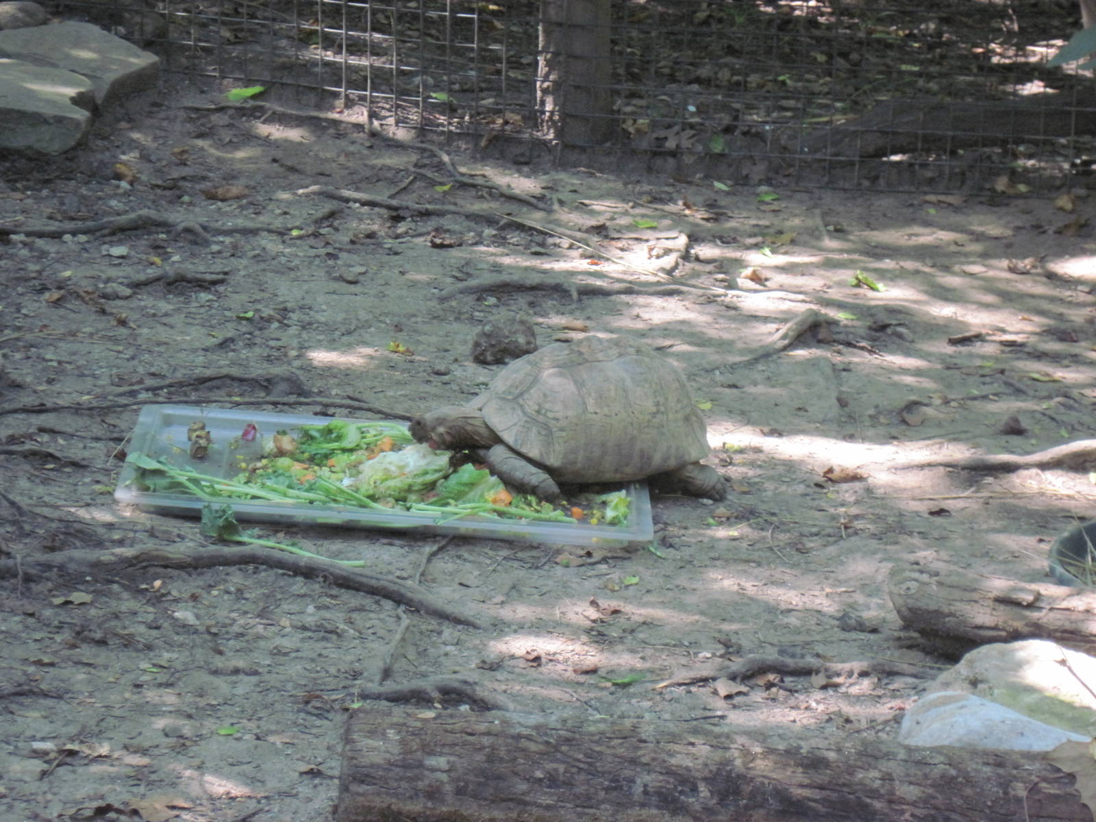 Africa-Leopard Tortoise