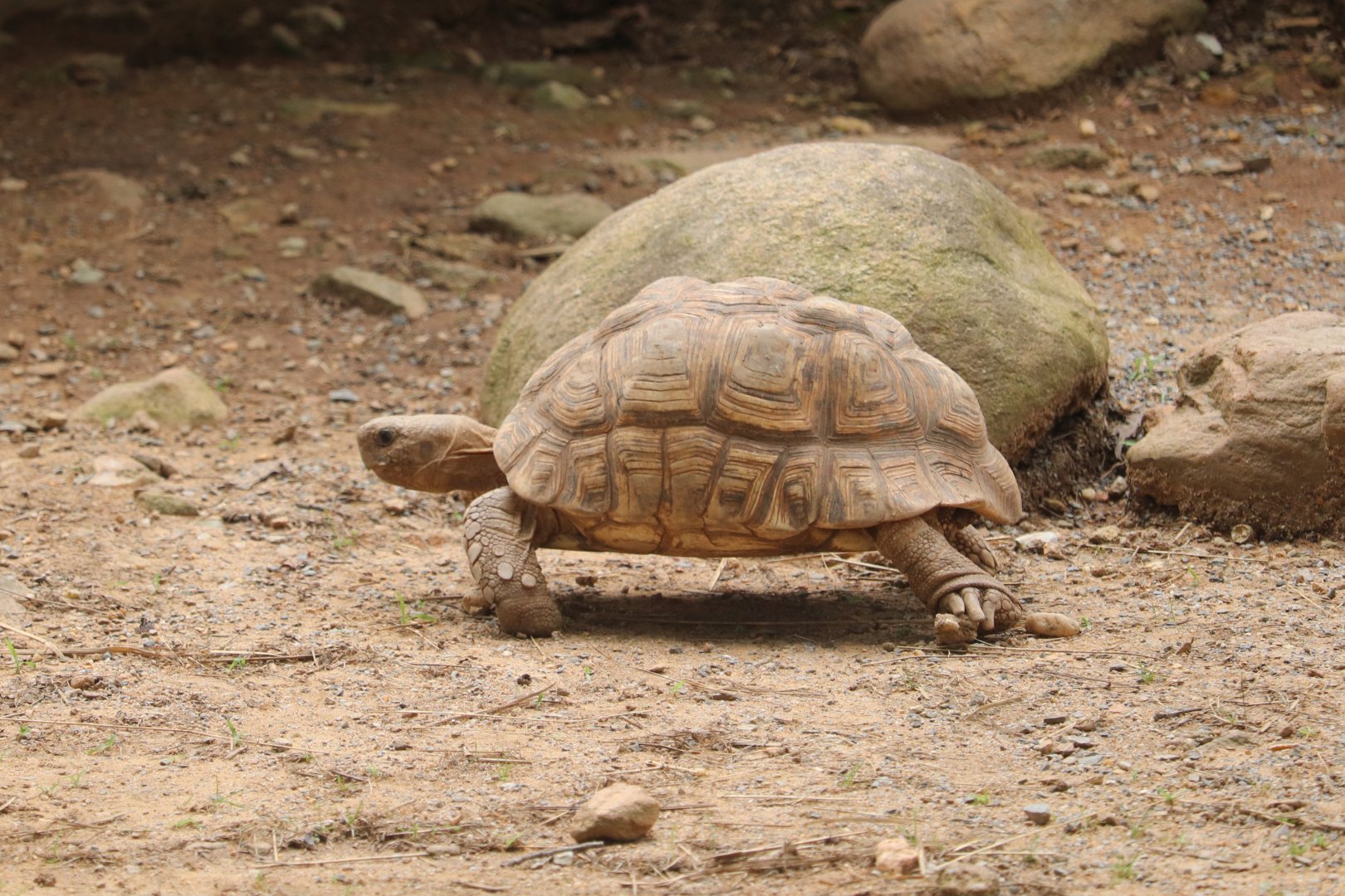 Africa - Leopard Tortoise