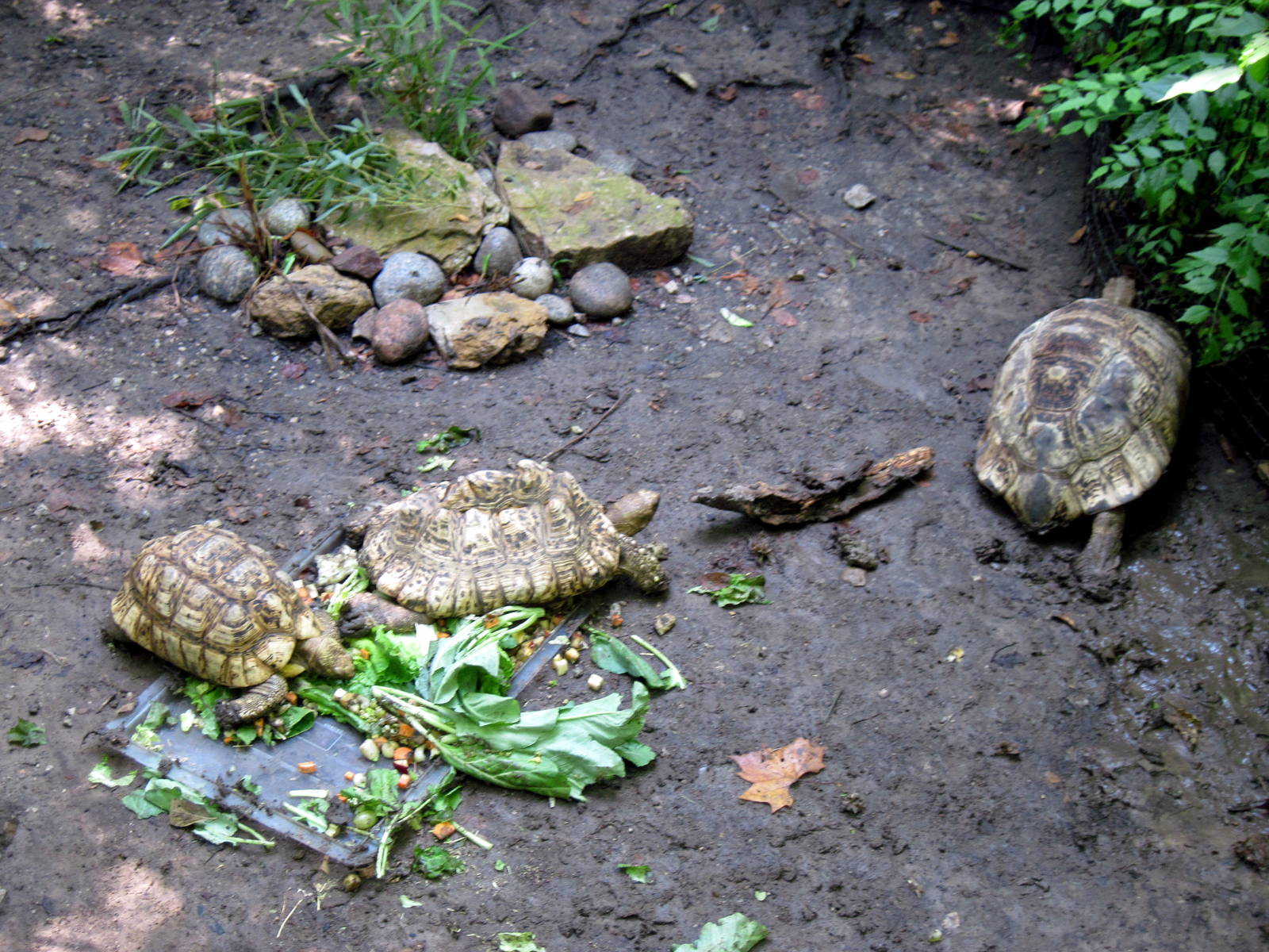 Africa-Leopard Tortoises