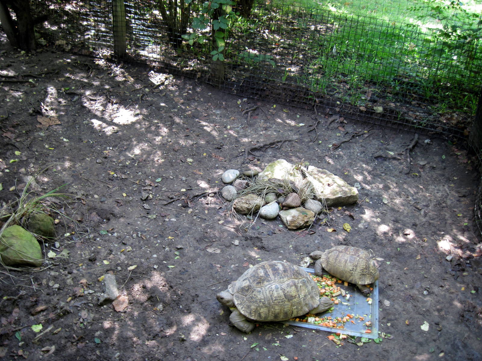 Africa-Leopard Tortoises