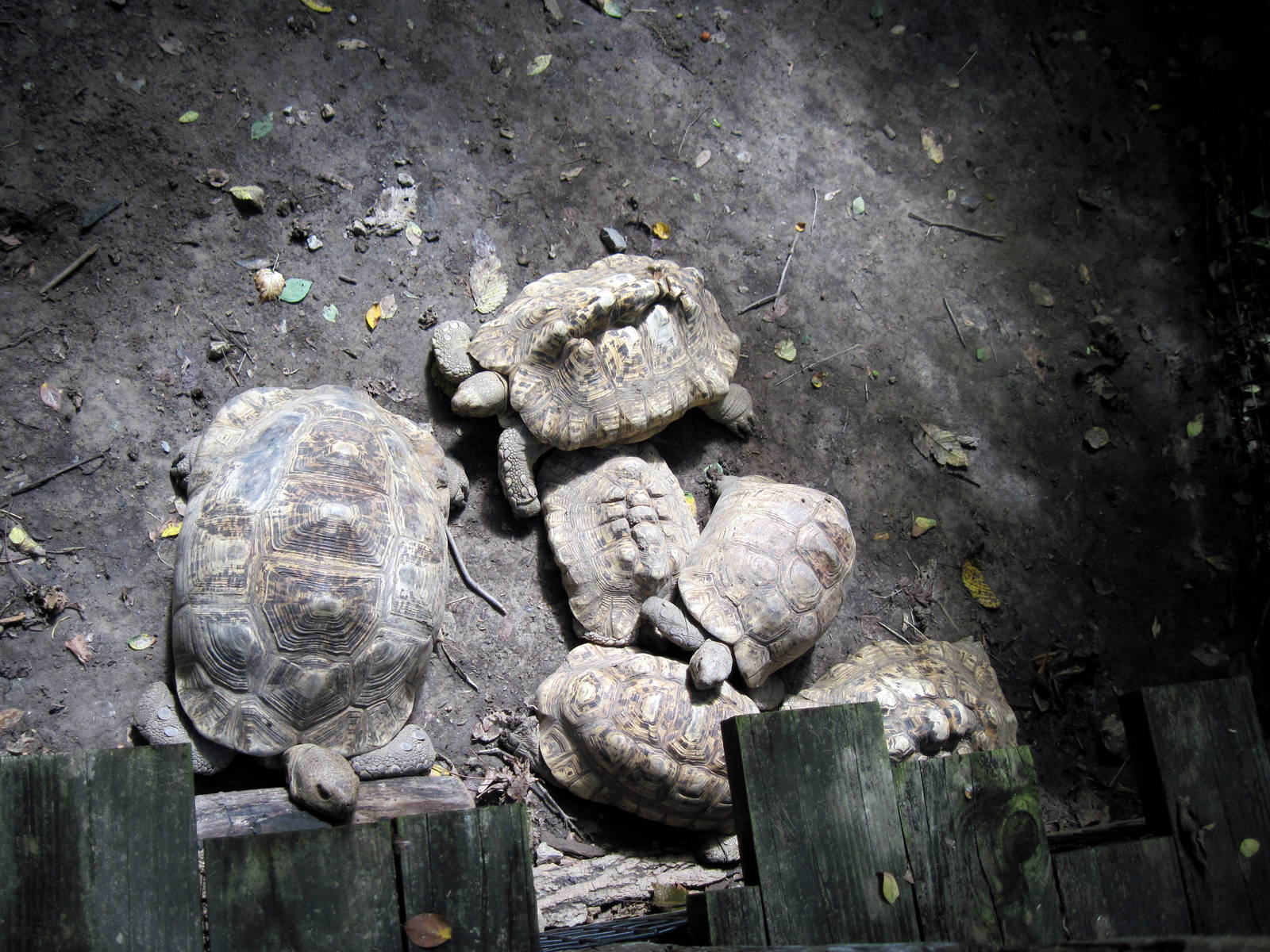 Africa-Leopard Tortoises