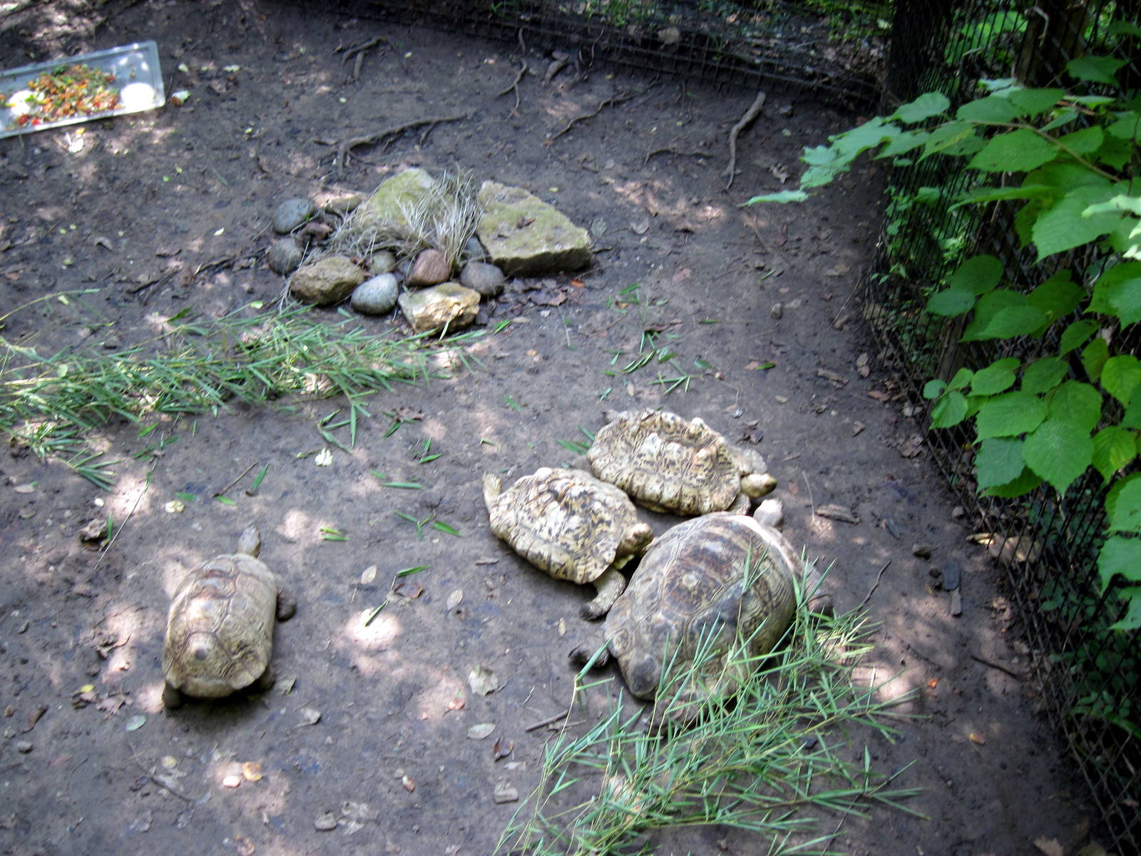 Africa-Leopard Tortoises