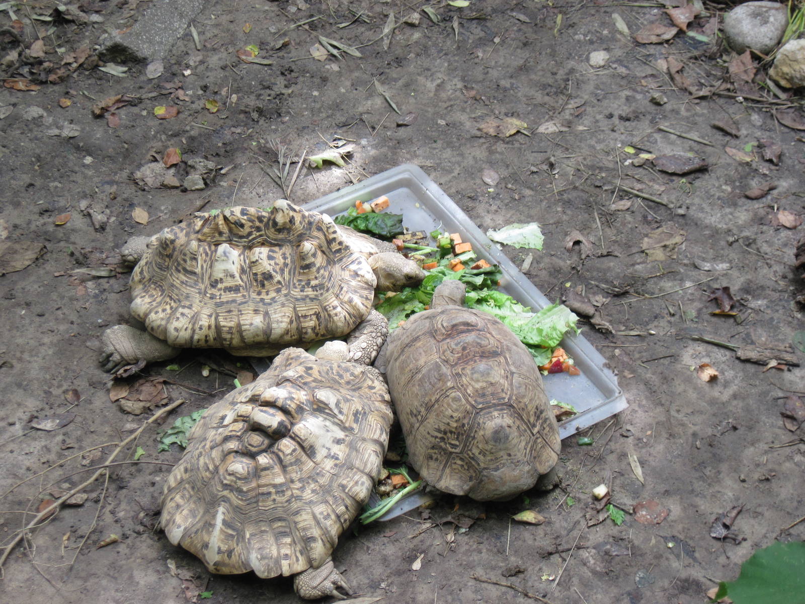Africa-Leopard Tortoises