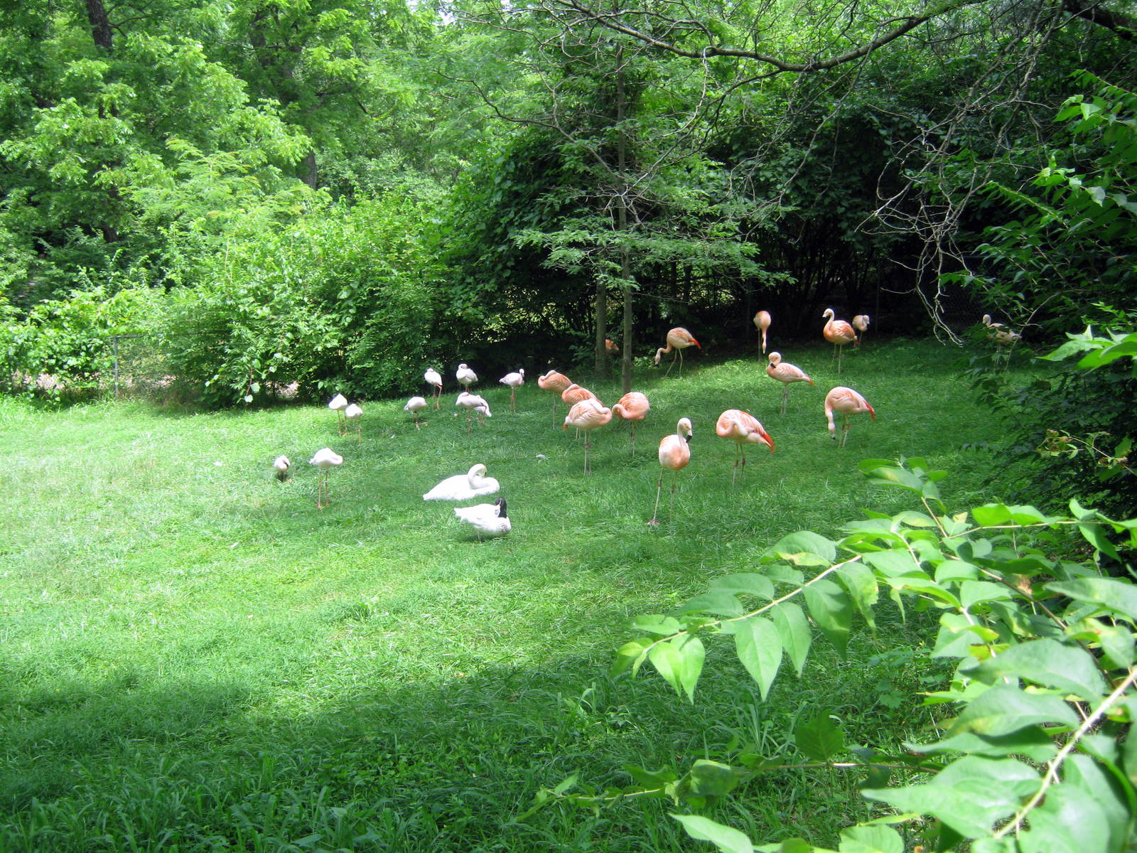 Africa-Lesser and Chilean Flamingos