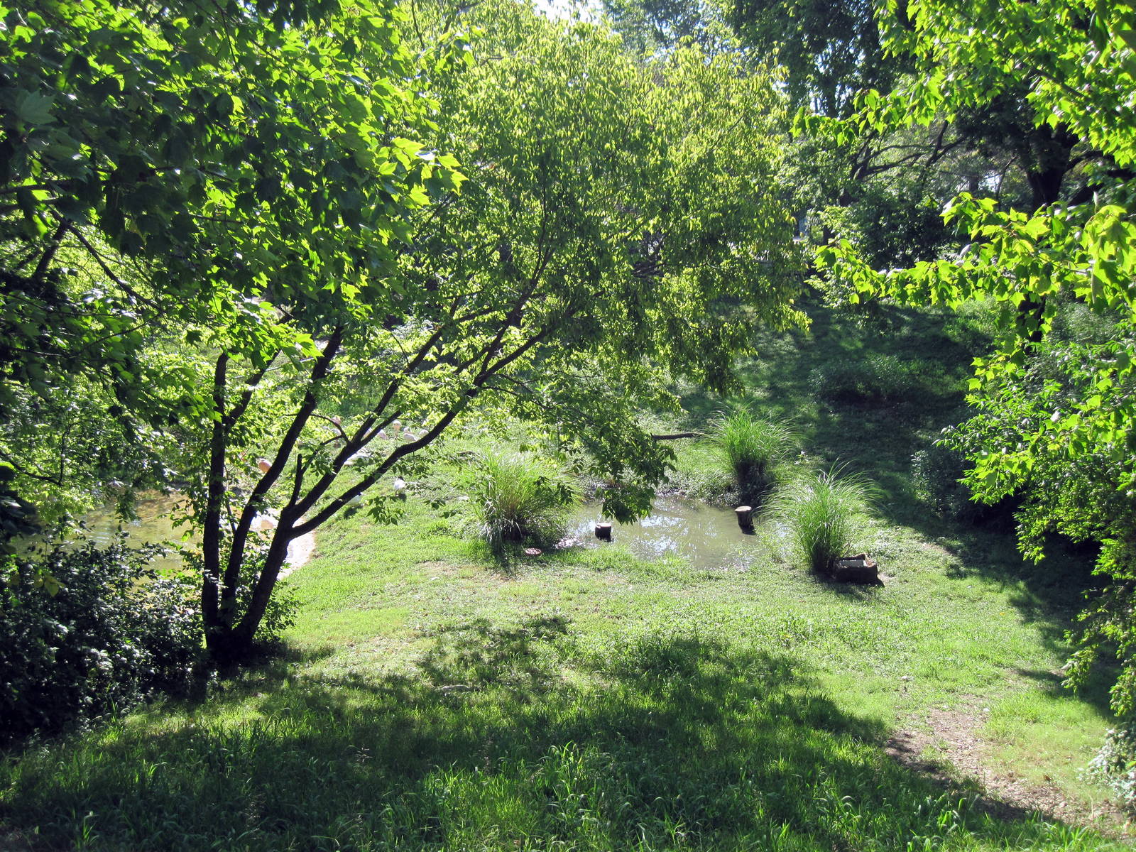 Africa-Lesser Flamingo/Chilean Flamingo/Mute Swan/Black-necked Swan Exhibit
