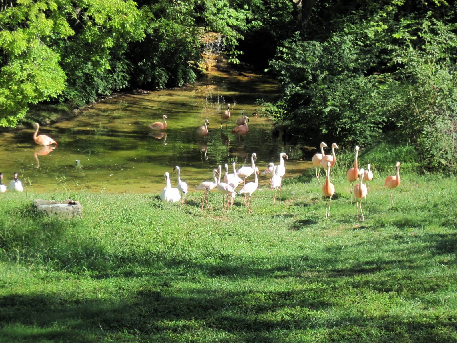 Africa-Lesser Flamingo/Chilean Flamingo/Mute Swan/Black-necked Swan Exhibit