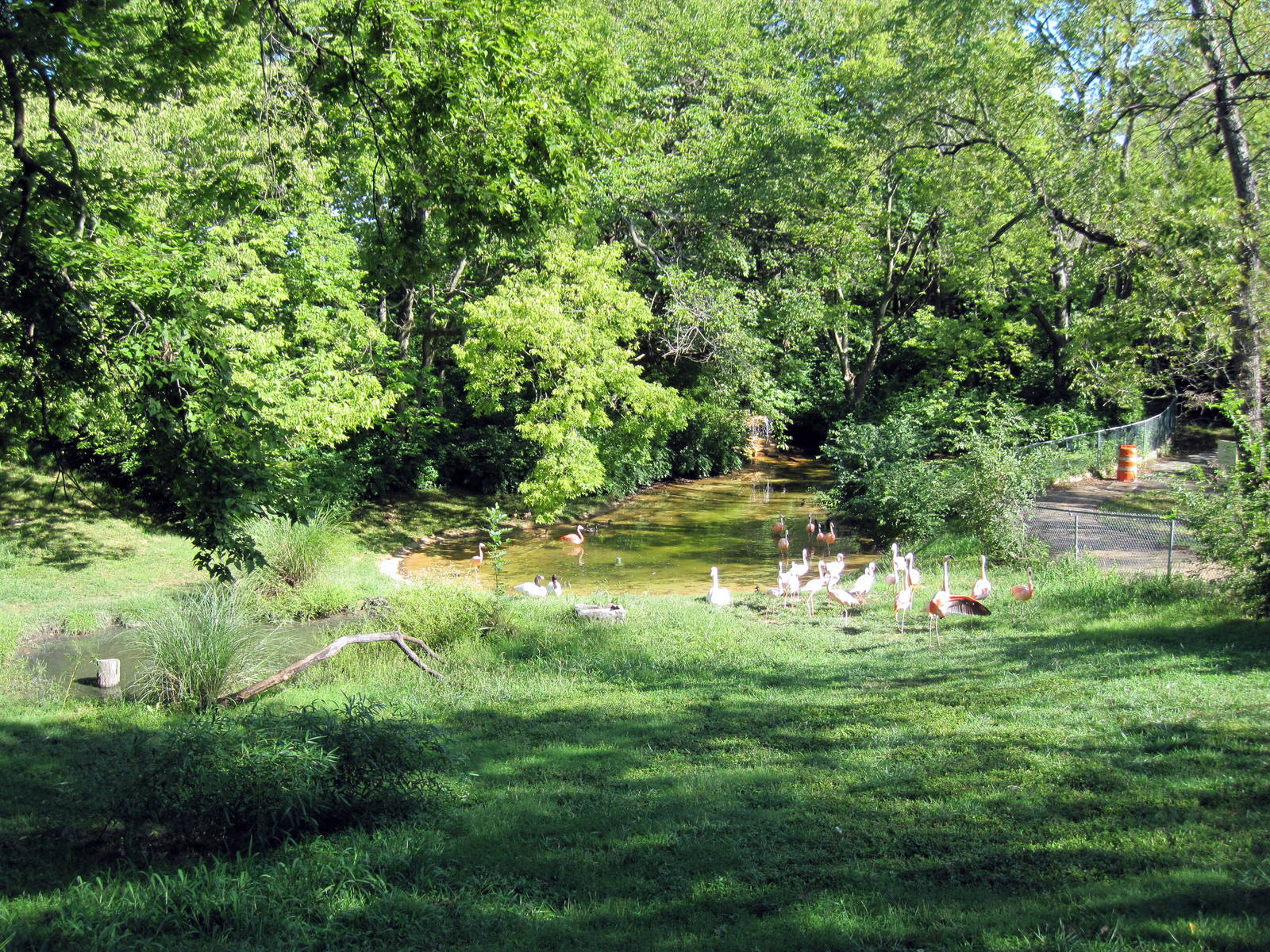 Africa-Lesser Flamingo/Chilean Flamingo/Mute Swan/Black-necked Swan Exhibit