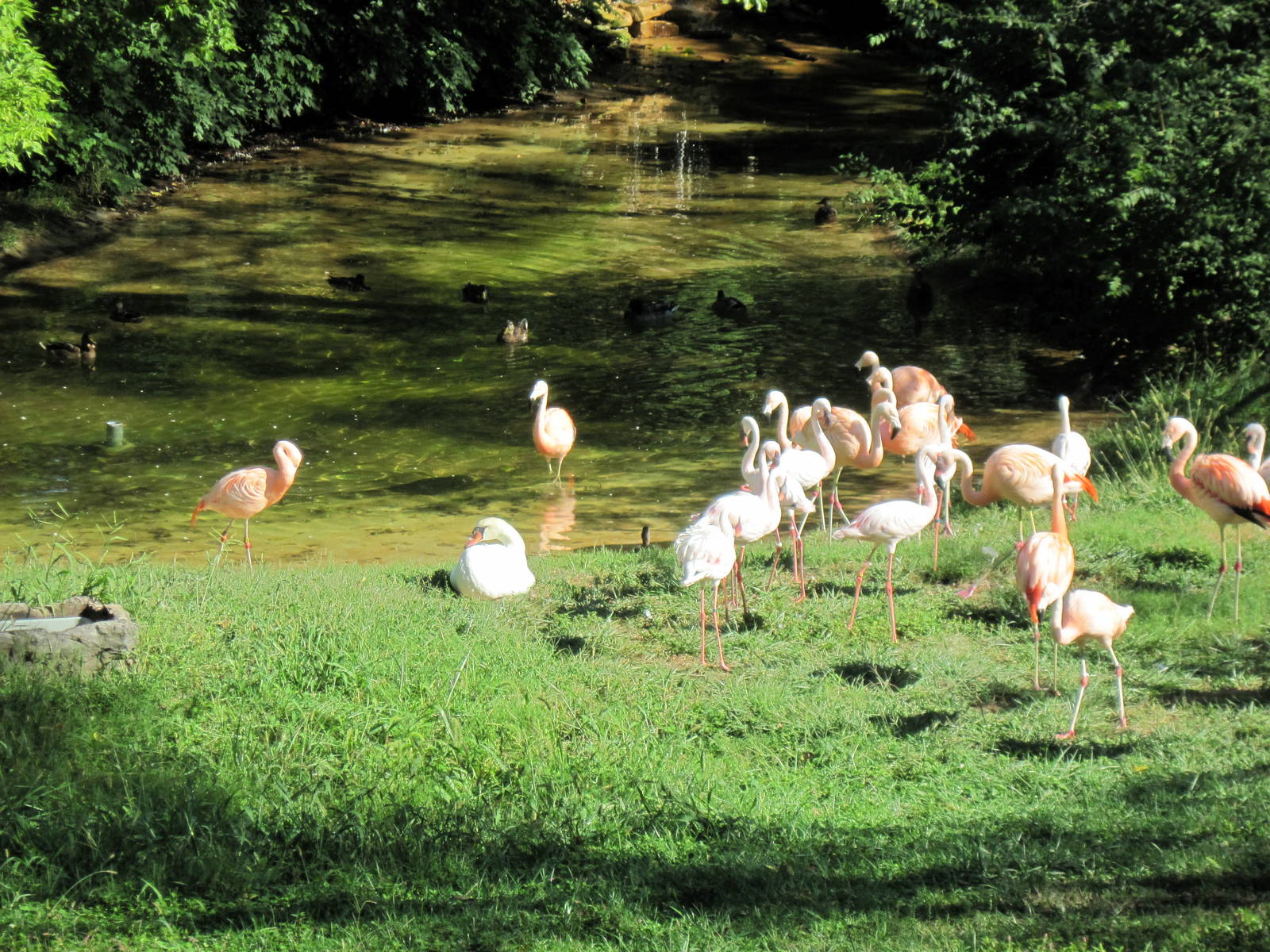 Africa-Lesser Flamingo/Chilean Flamingo/Mute Swan/Black-necked Swan Exhibit