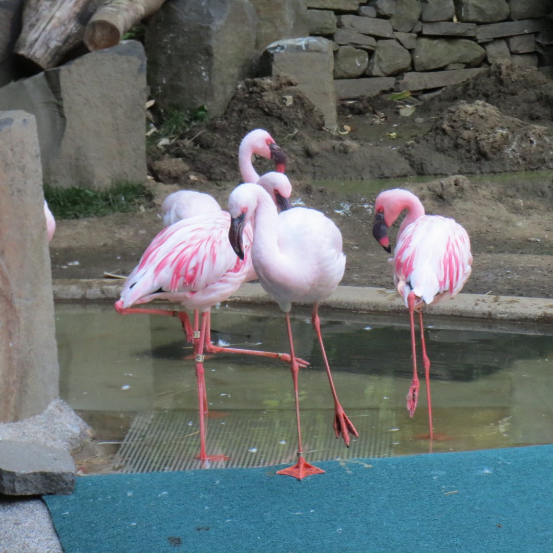 Africa - Lesser Flamingos