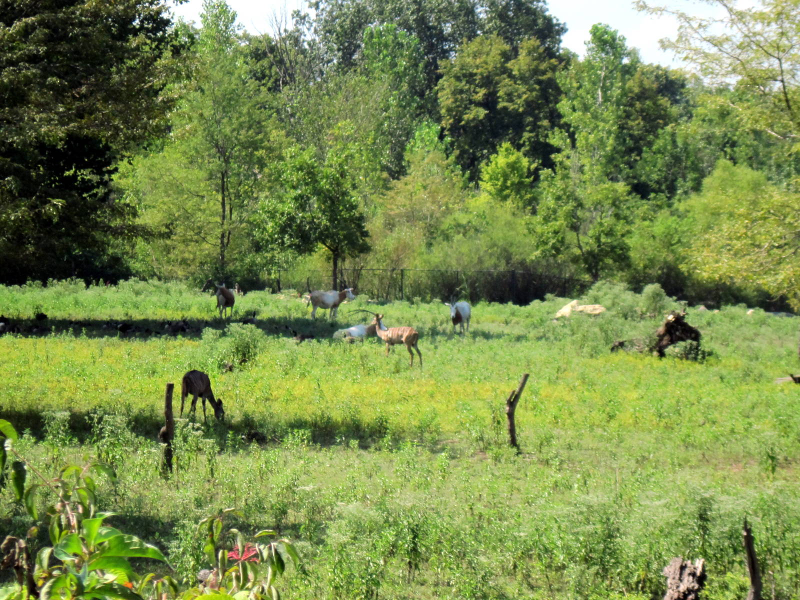 Africa-Lesser Kudu in Plains