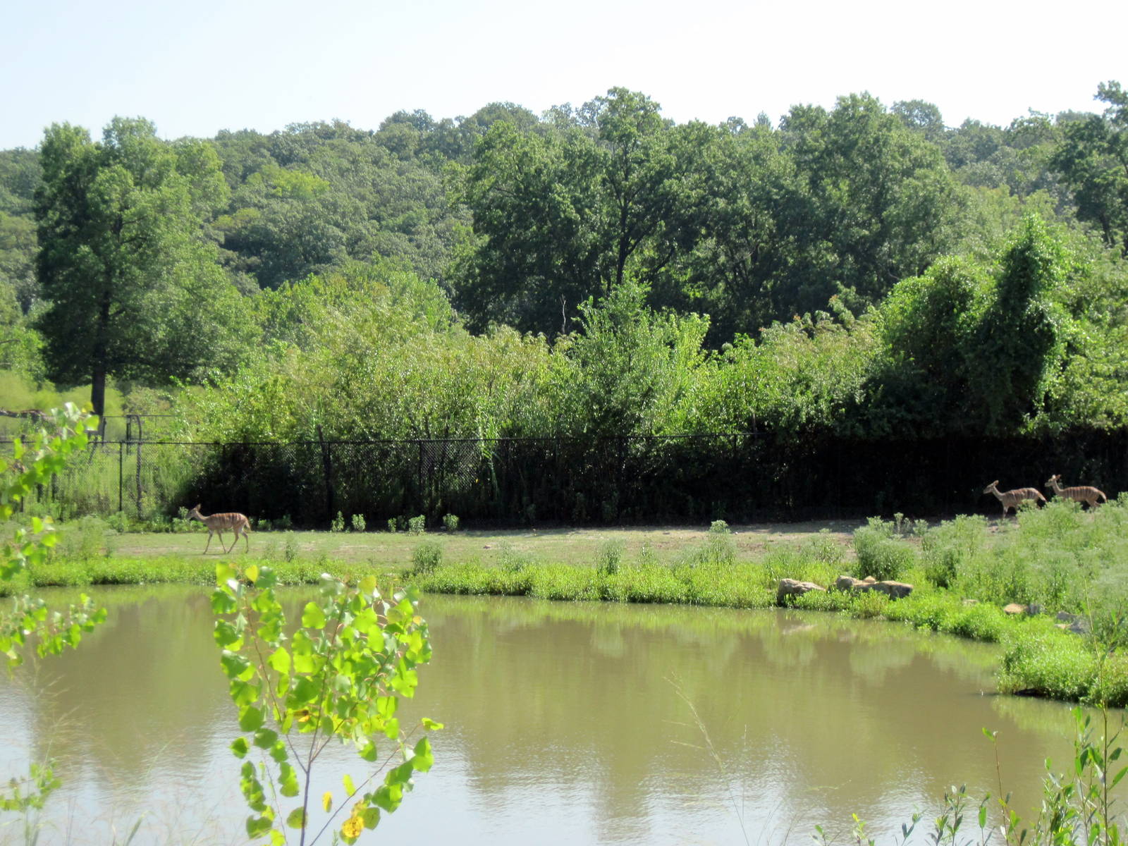 Africa-Lesser Kudu on Plains