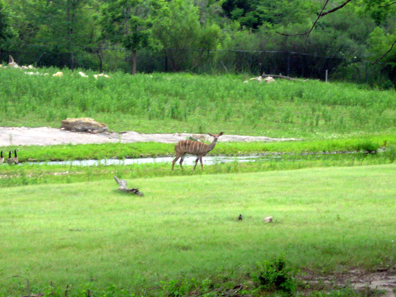 Africa-Lesser Kudu