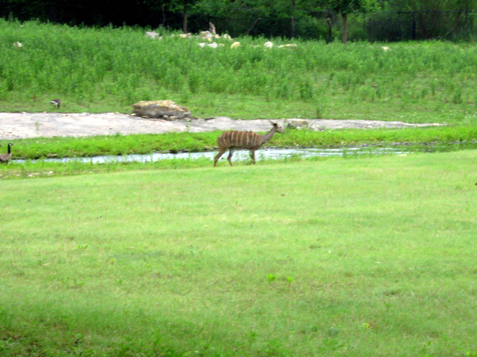 Africa-Lesser Kudu