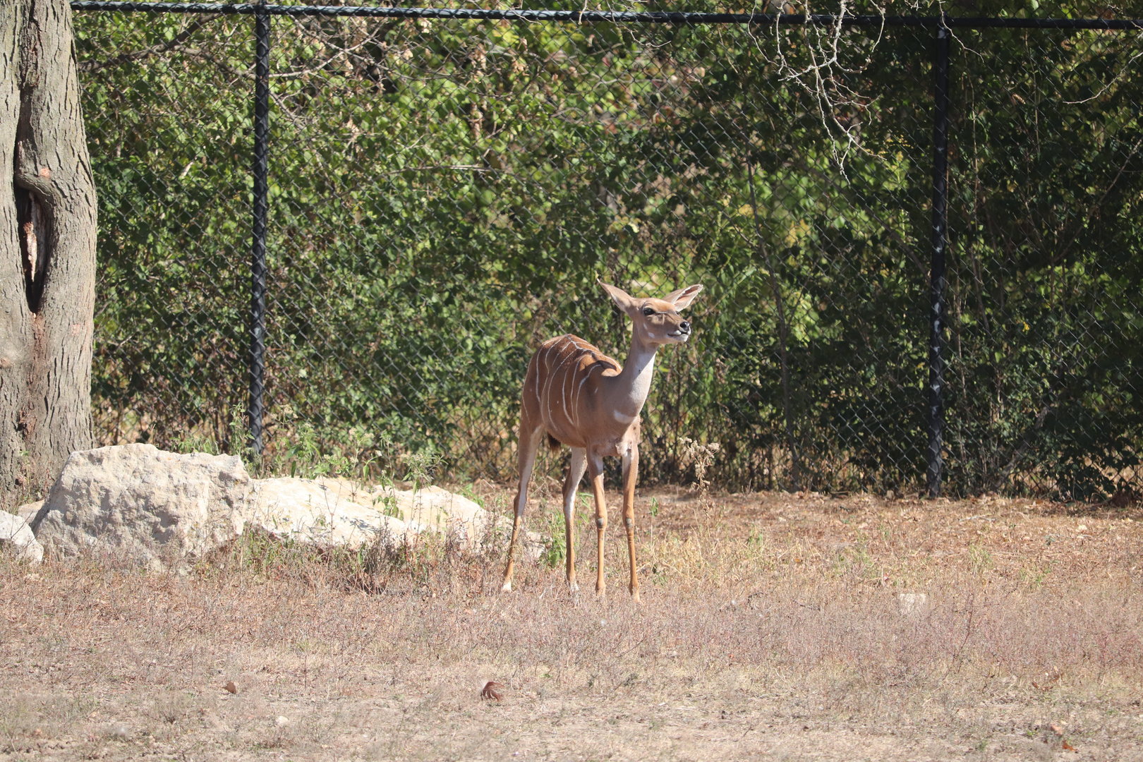 Africa - Lesser Kudu