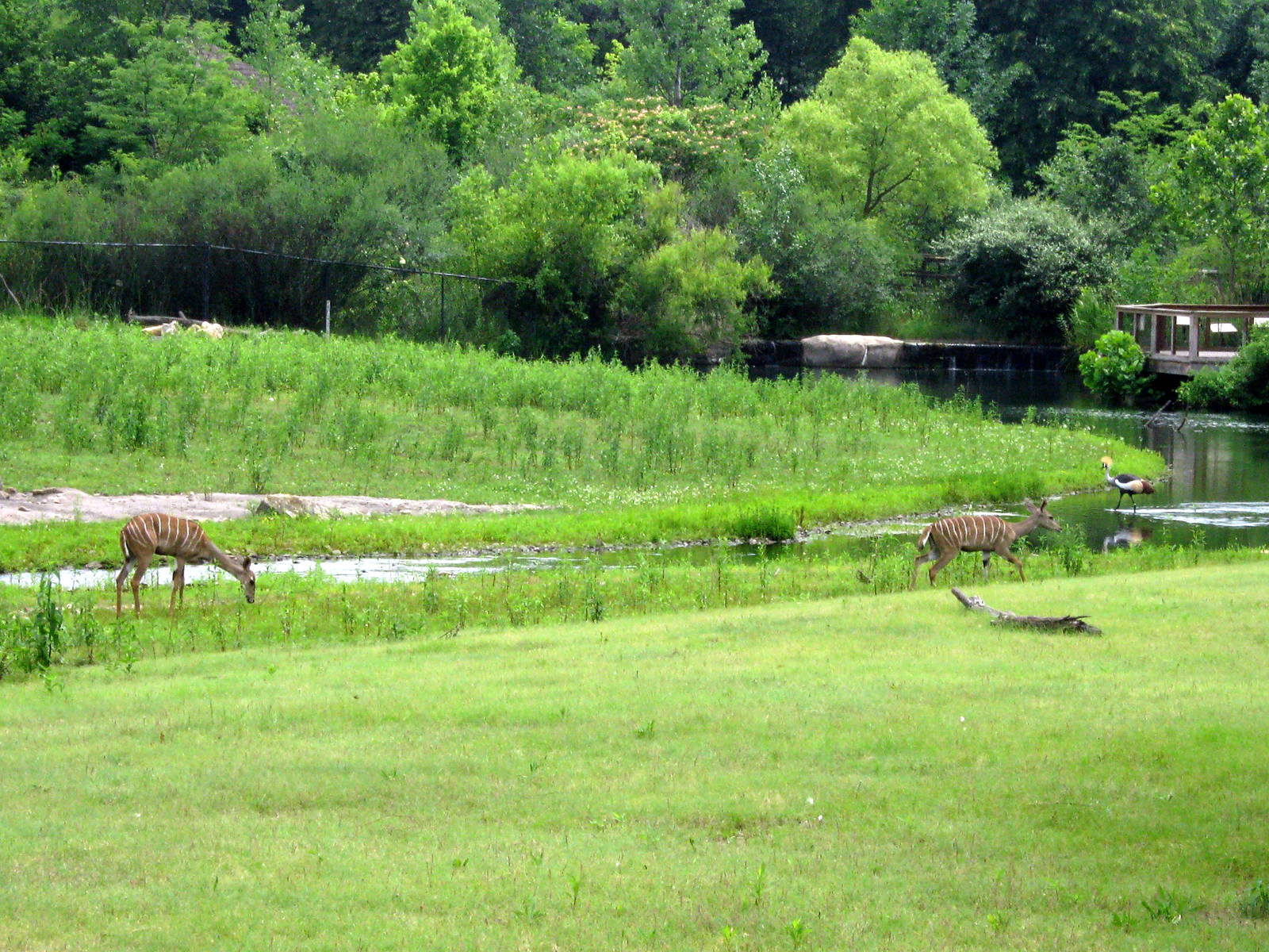 Africa-Lesser Kudus