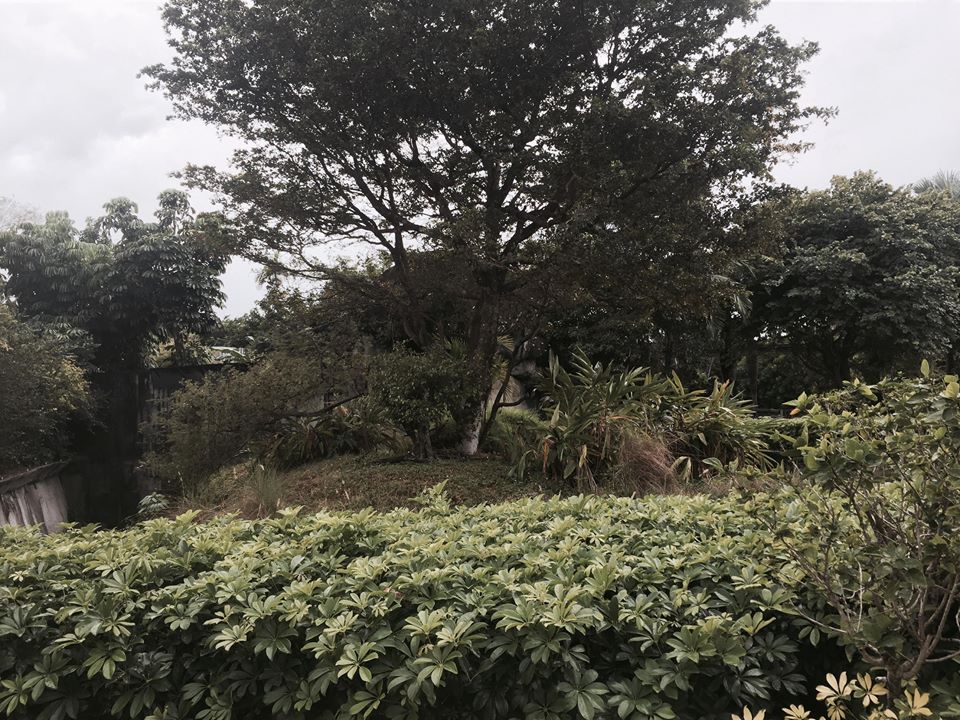 Africa- Lesser Nosed Guenon