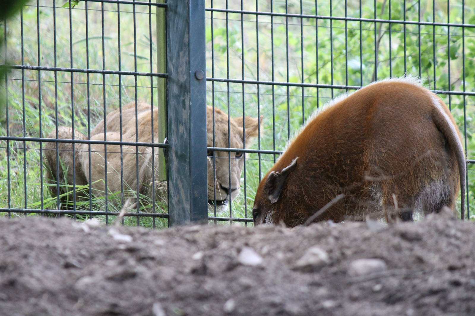 Africa - Lion and Red river hog