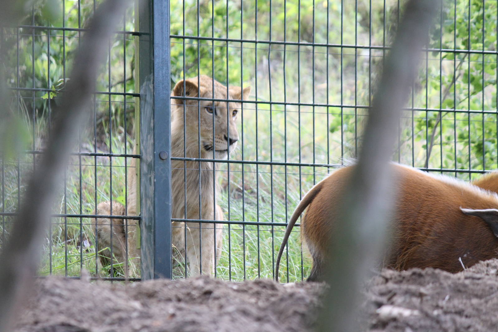 Africa - Lion and Red river hog