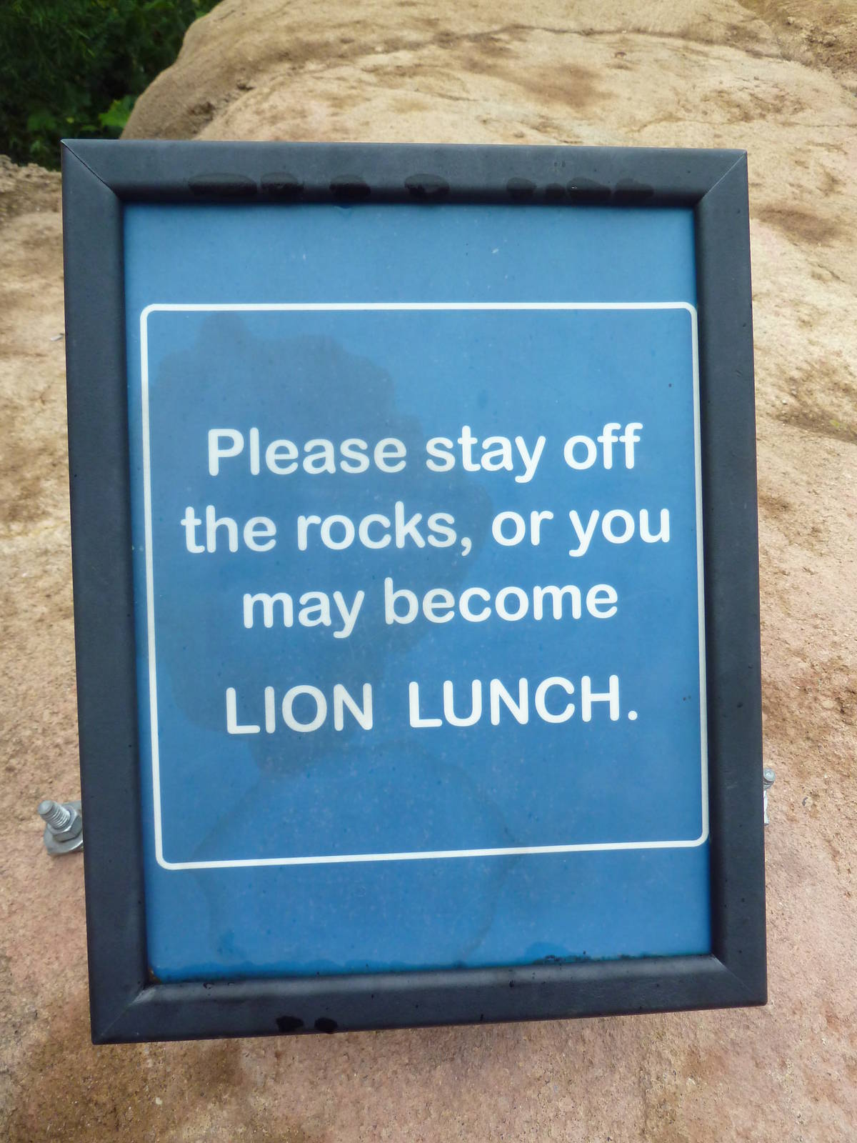 Africa! - Lion Exhibit Sign