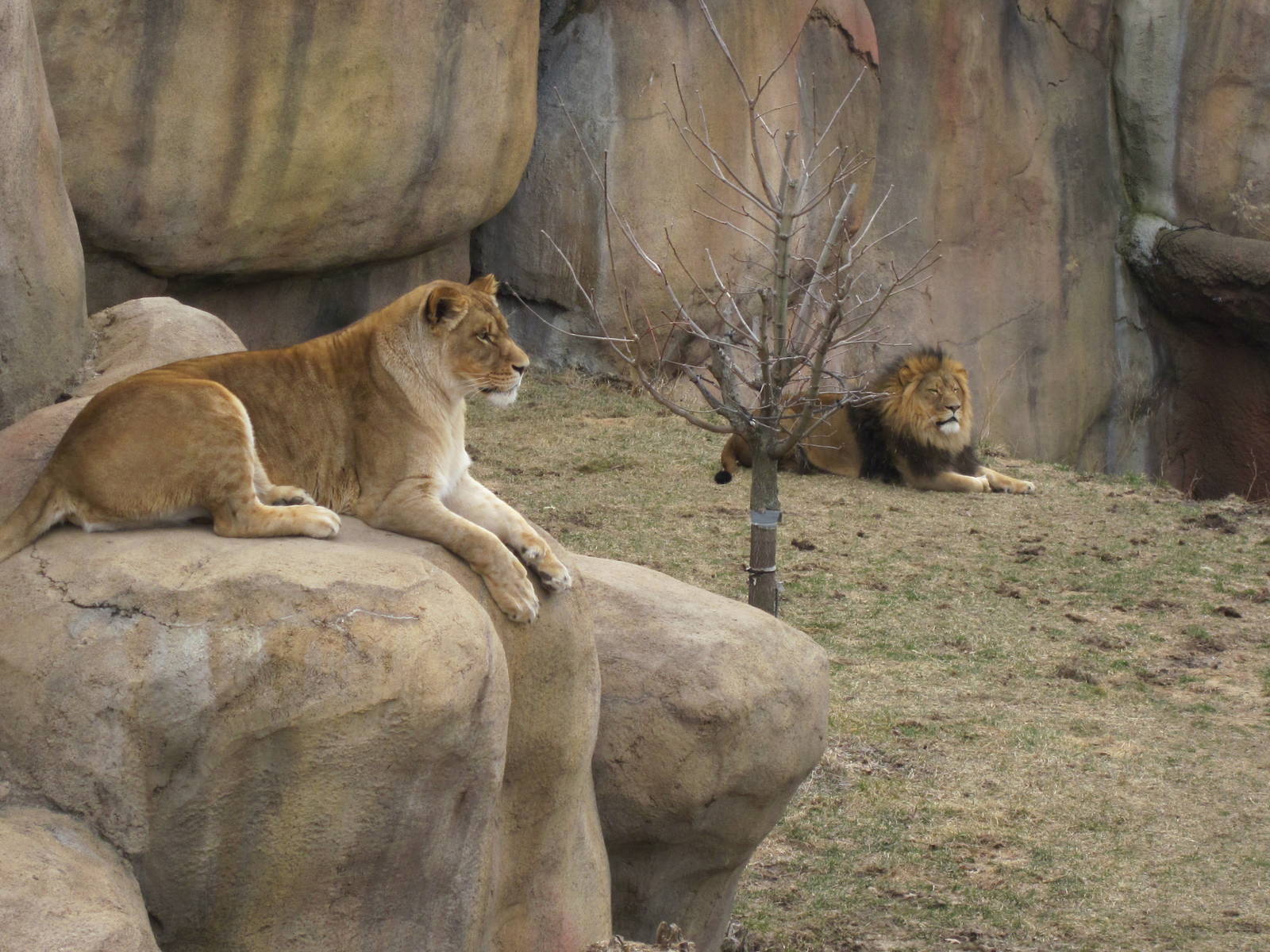Africa- Lion Exhibit