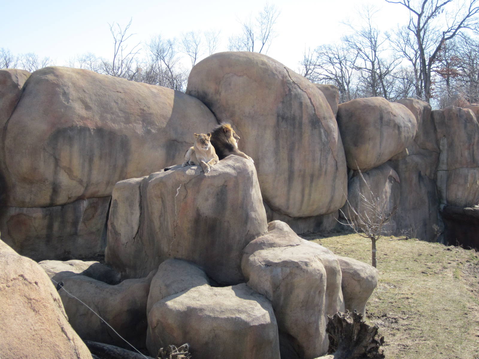 Africa-Lion Exhibit