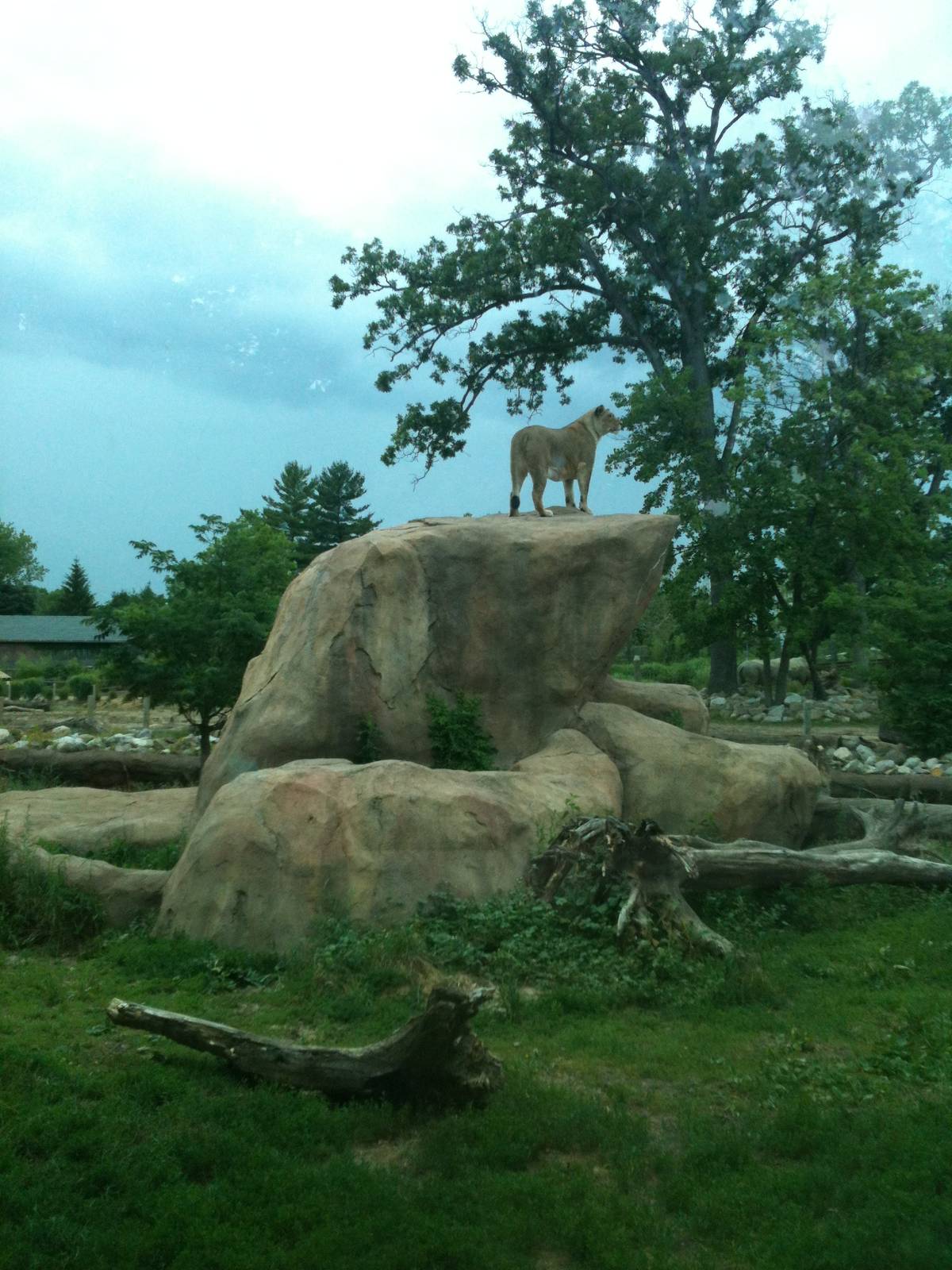 Africa- Lion exhibit