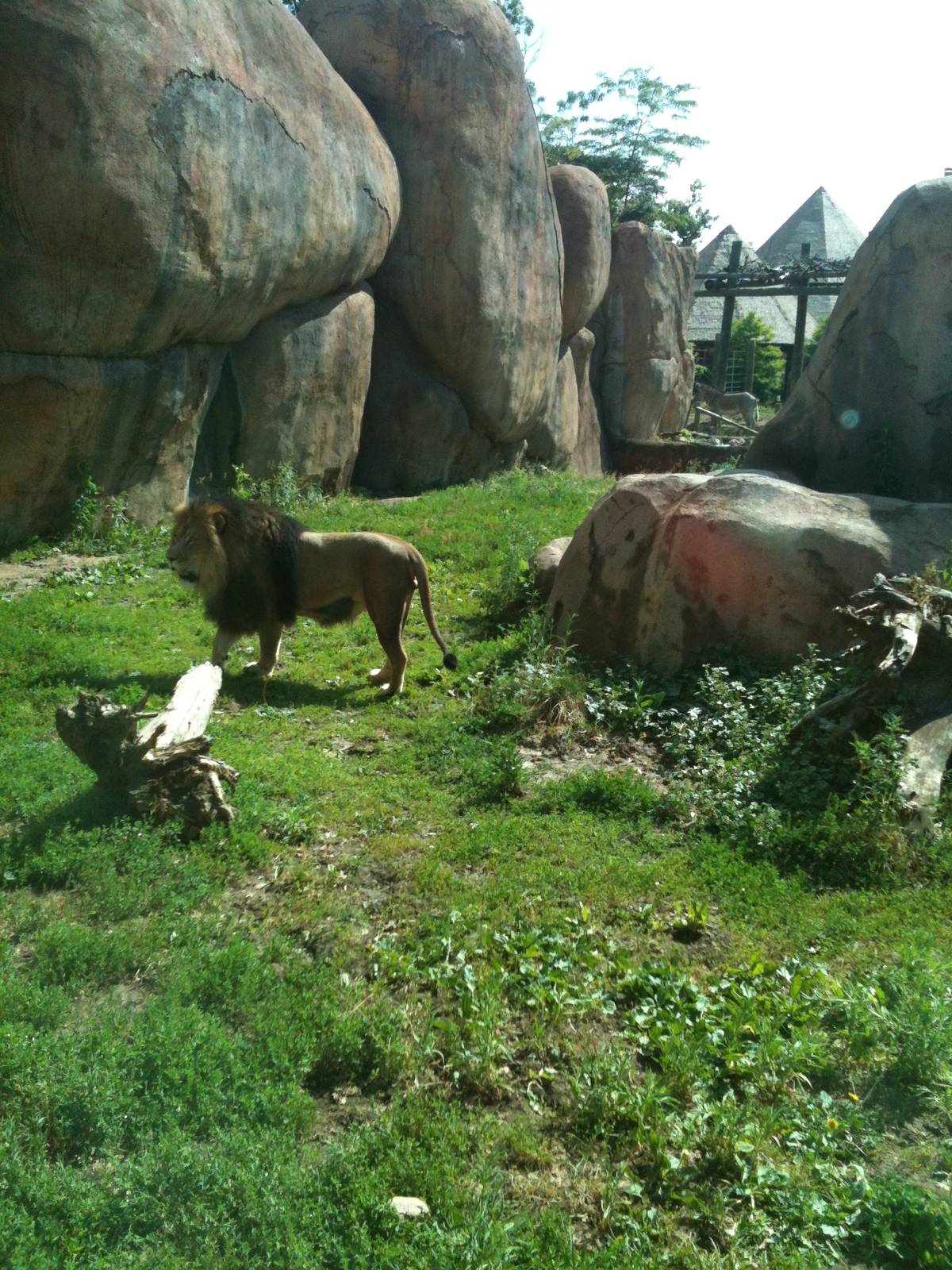 Africa-Lion Exhibit