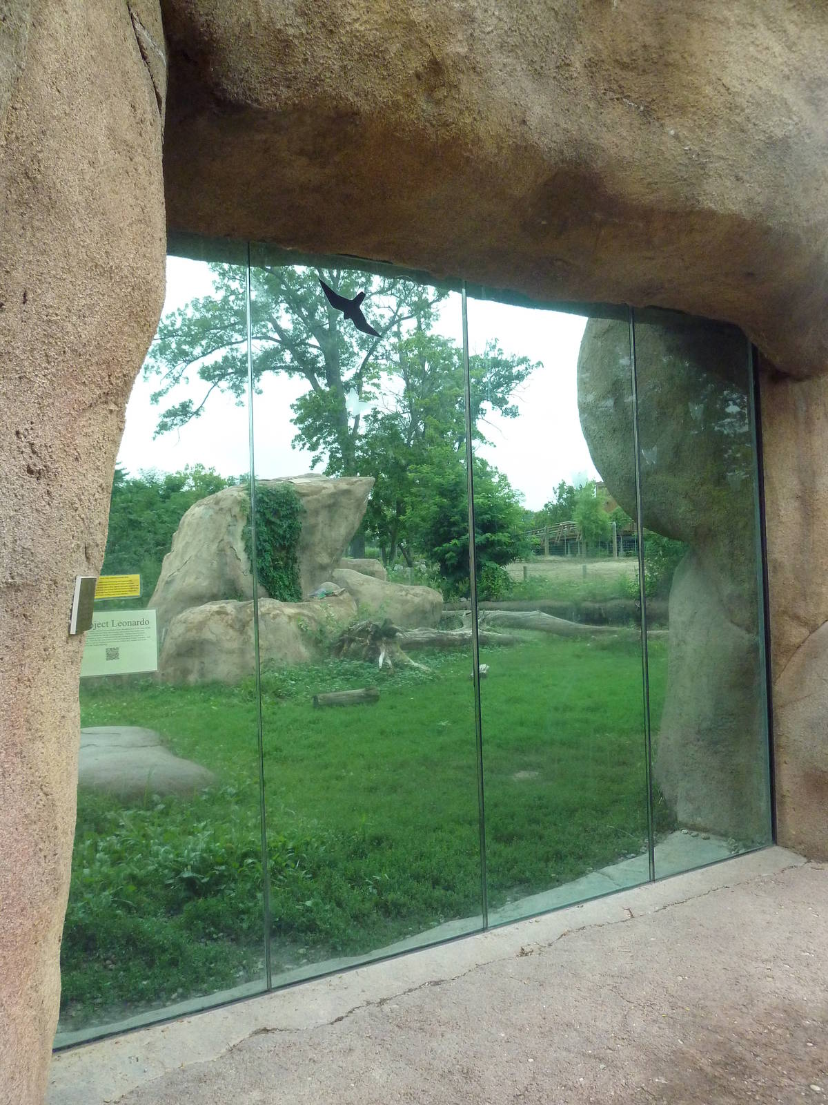 Africa! - Lion Exhibit