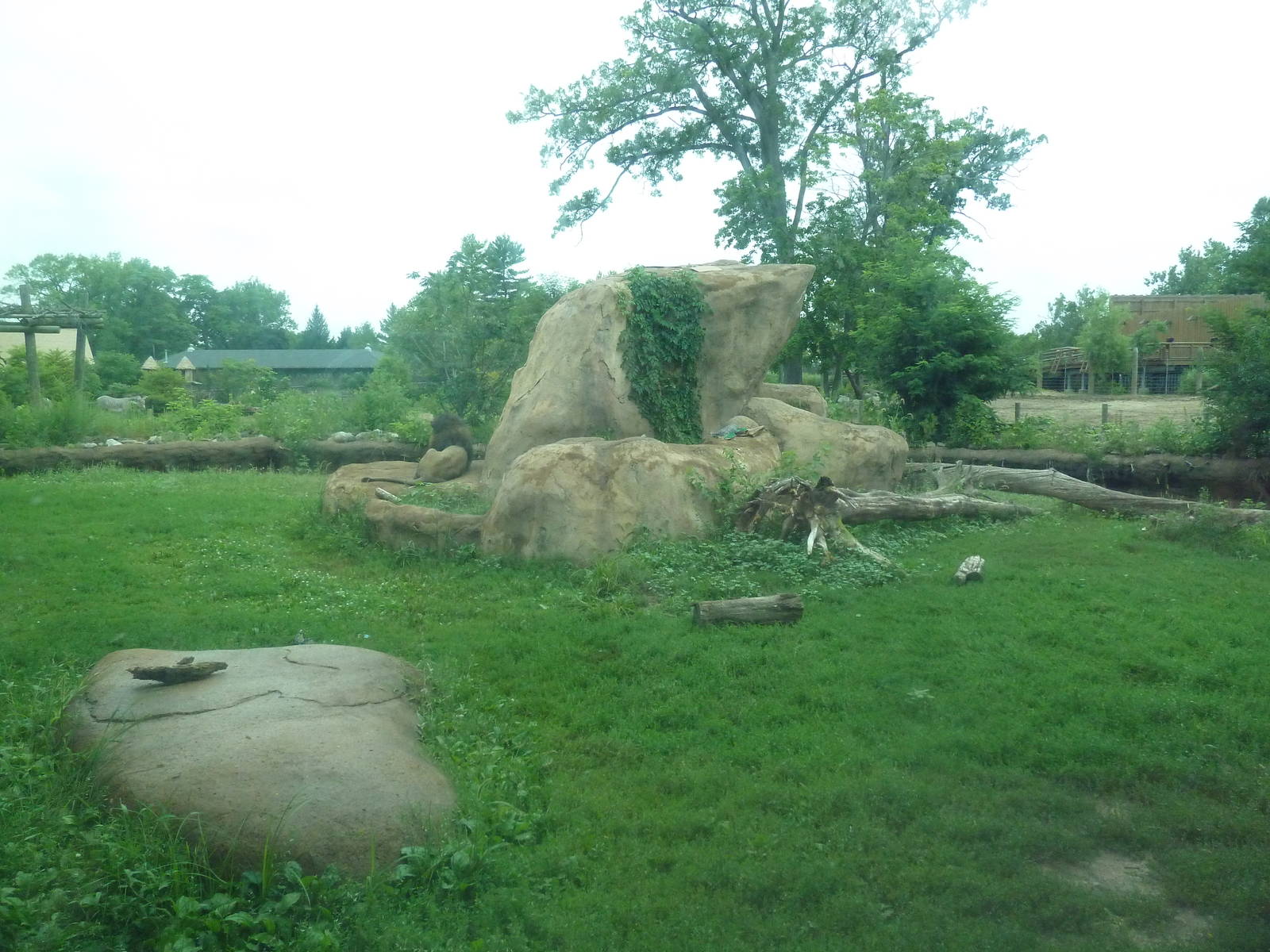 Africa! - Lion Exhibit