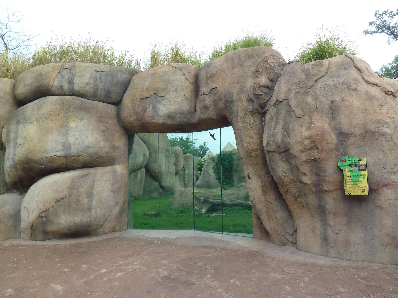Africa! - Lion Exhibit