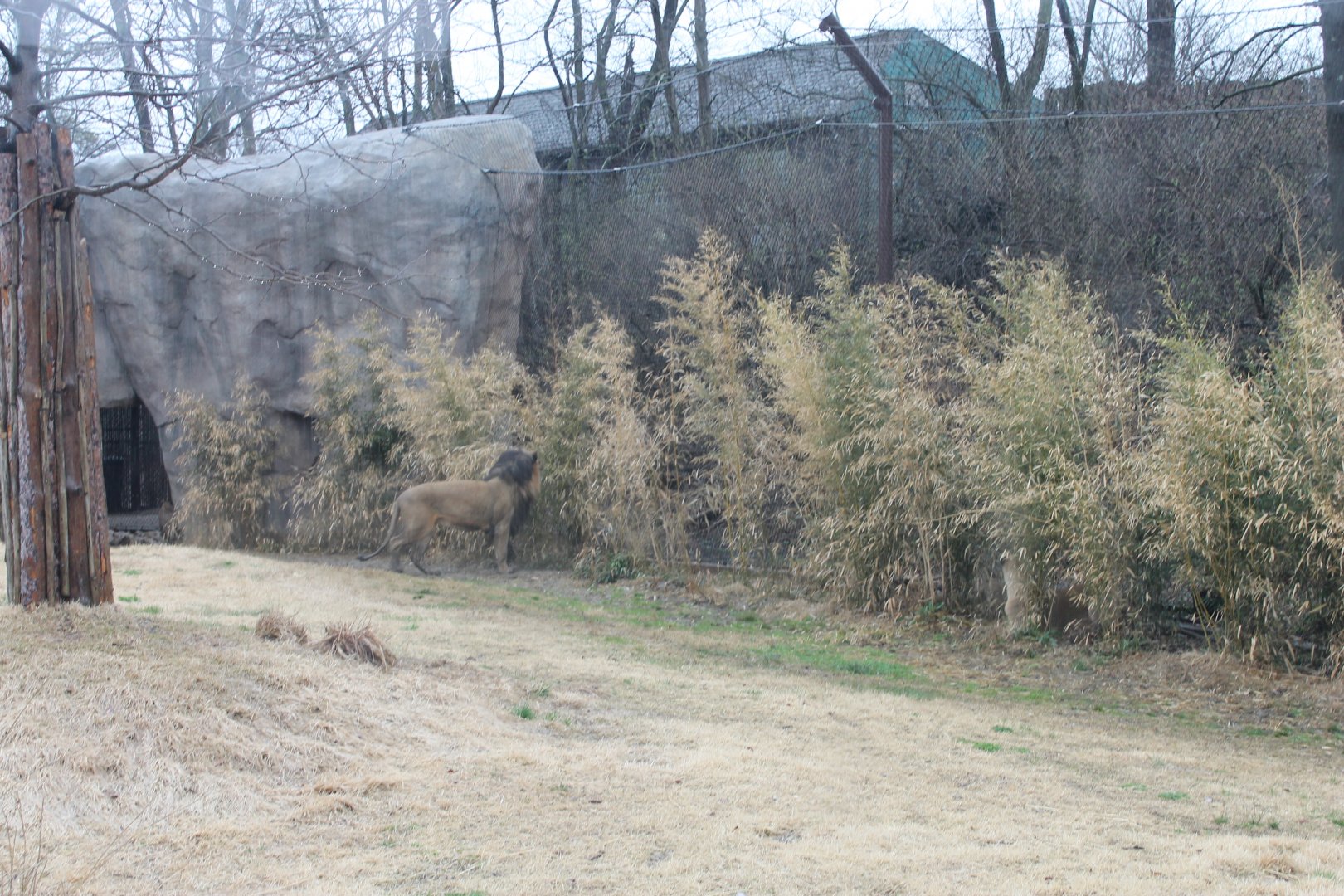 Africa- Lion Exhibit