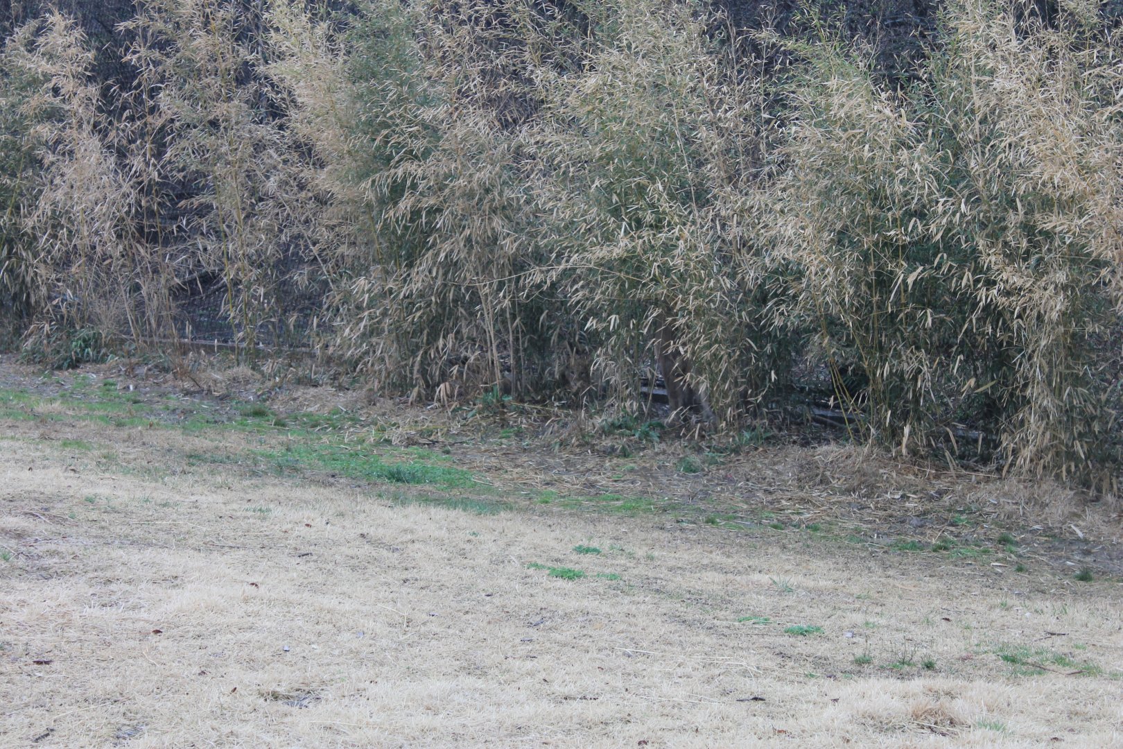 Africa- Lion Exhibit