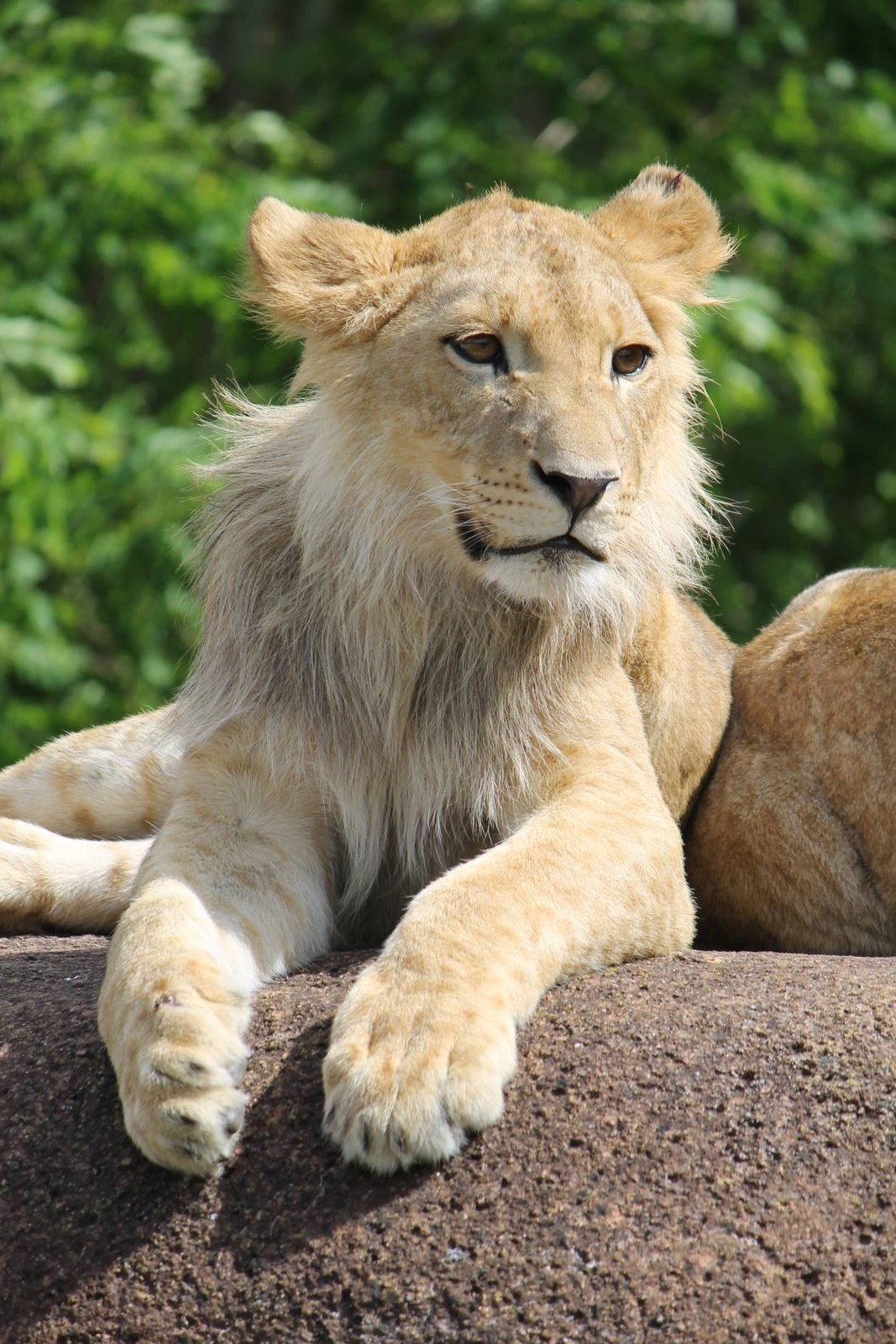 Africa - Lion