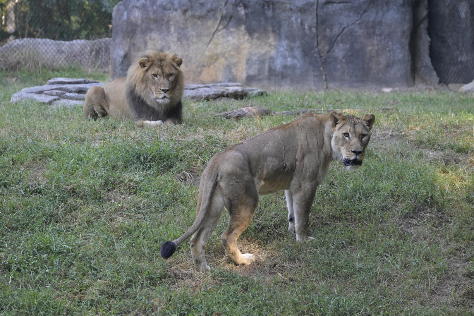 Africa - Lions (Panthera leo)