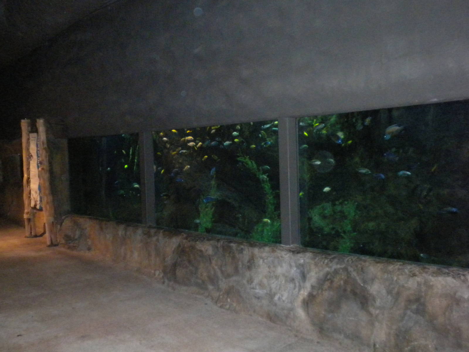 Africa Live 1 - Cichlids