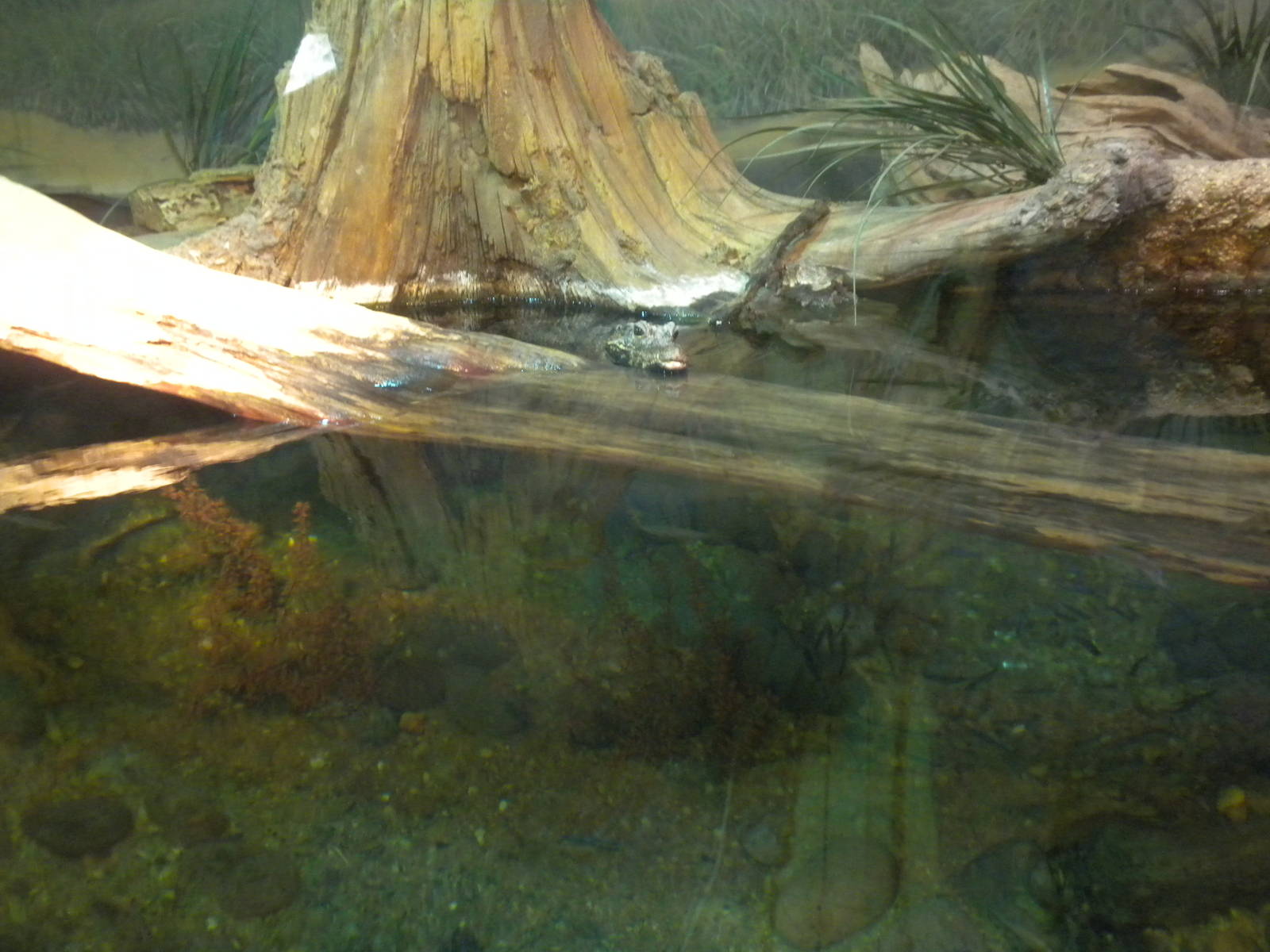 Africa Live 1 - Dwarf Croc