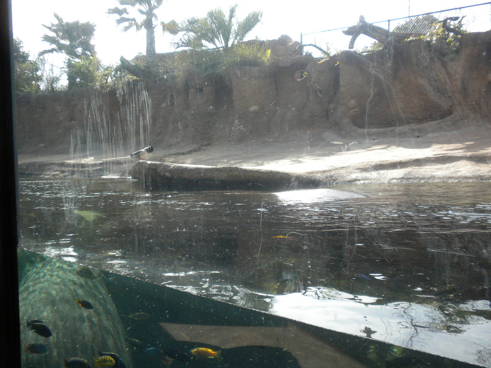 Africa Live 1 - Hippos