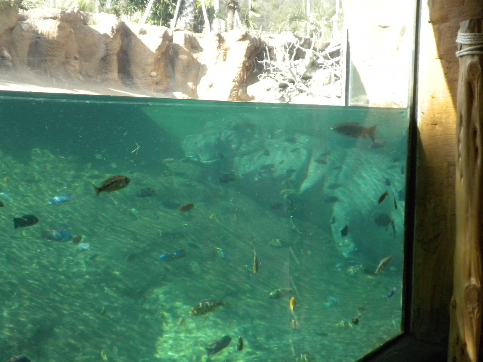 Africa Live 1 - Hippos