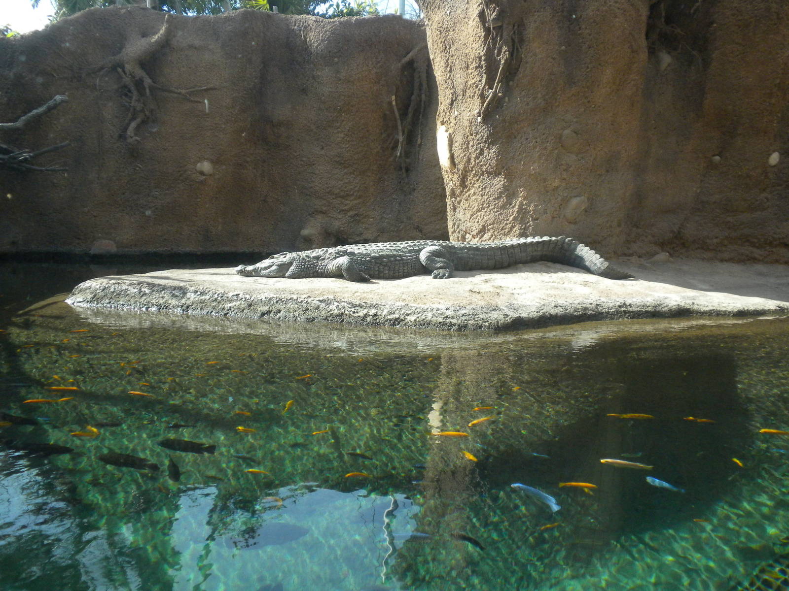 Africa Live 1 - Nile Croc