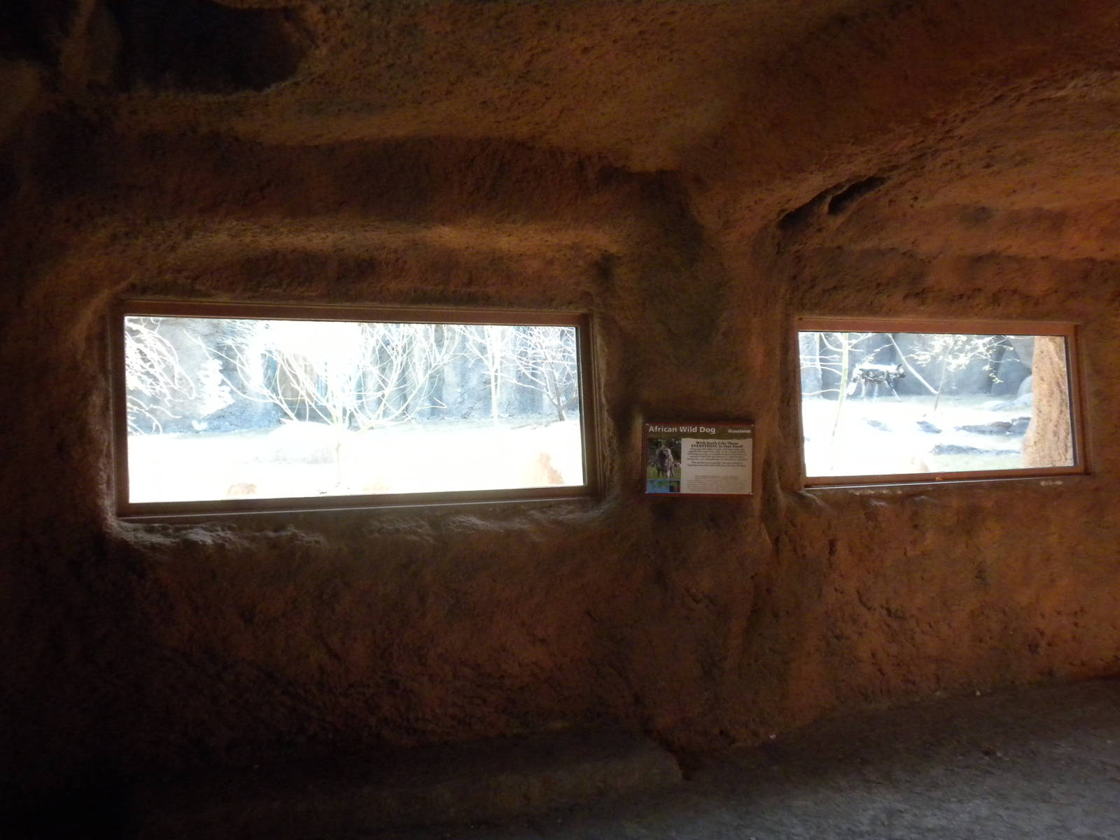 Africa Live 2 - African Wild Dog