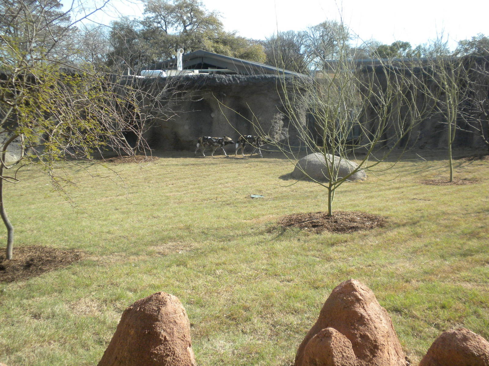 Africa Live 2 - African Wild Dog