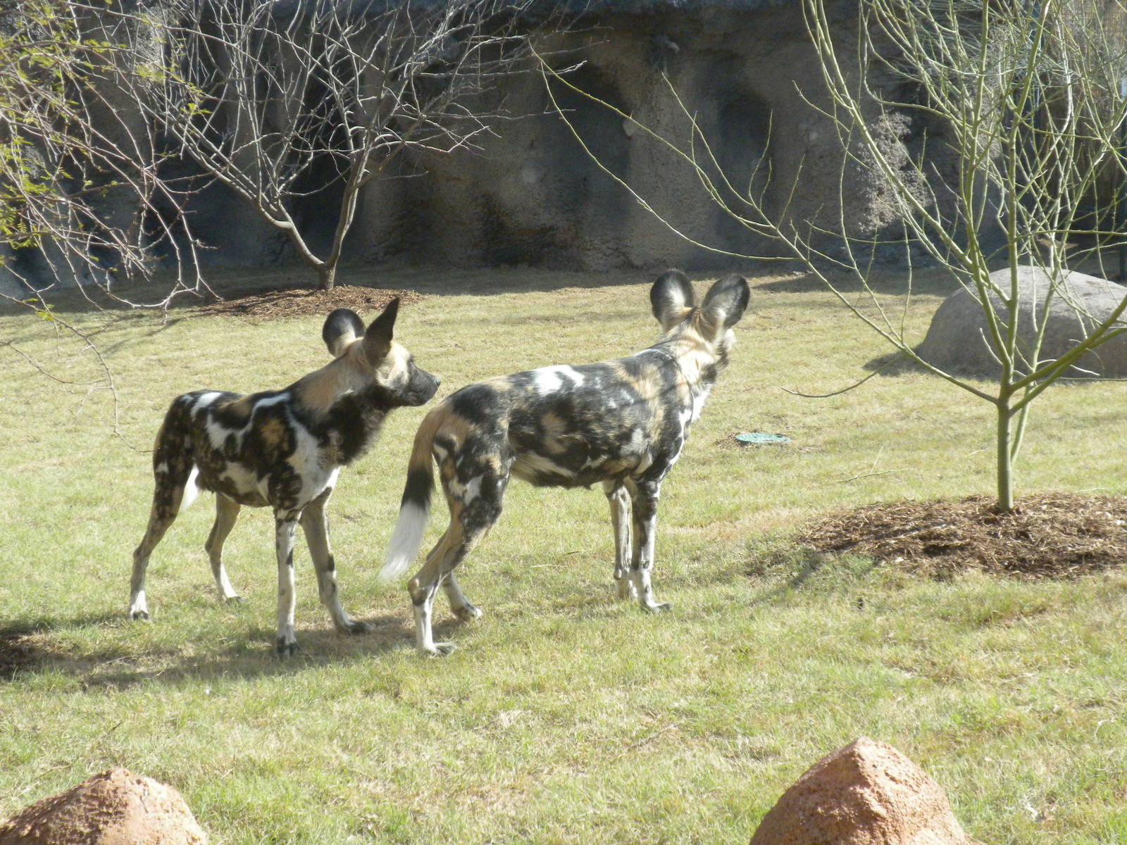 Africa Live 2 - African Wild Dog