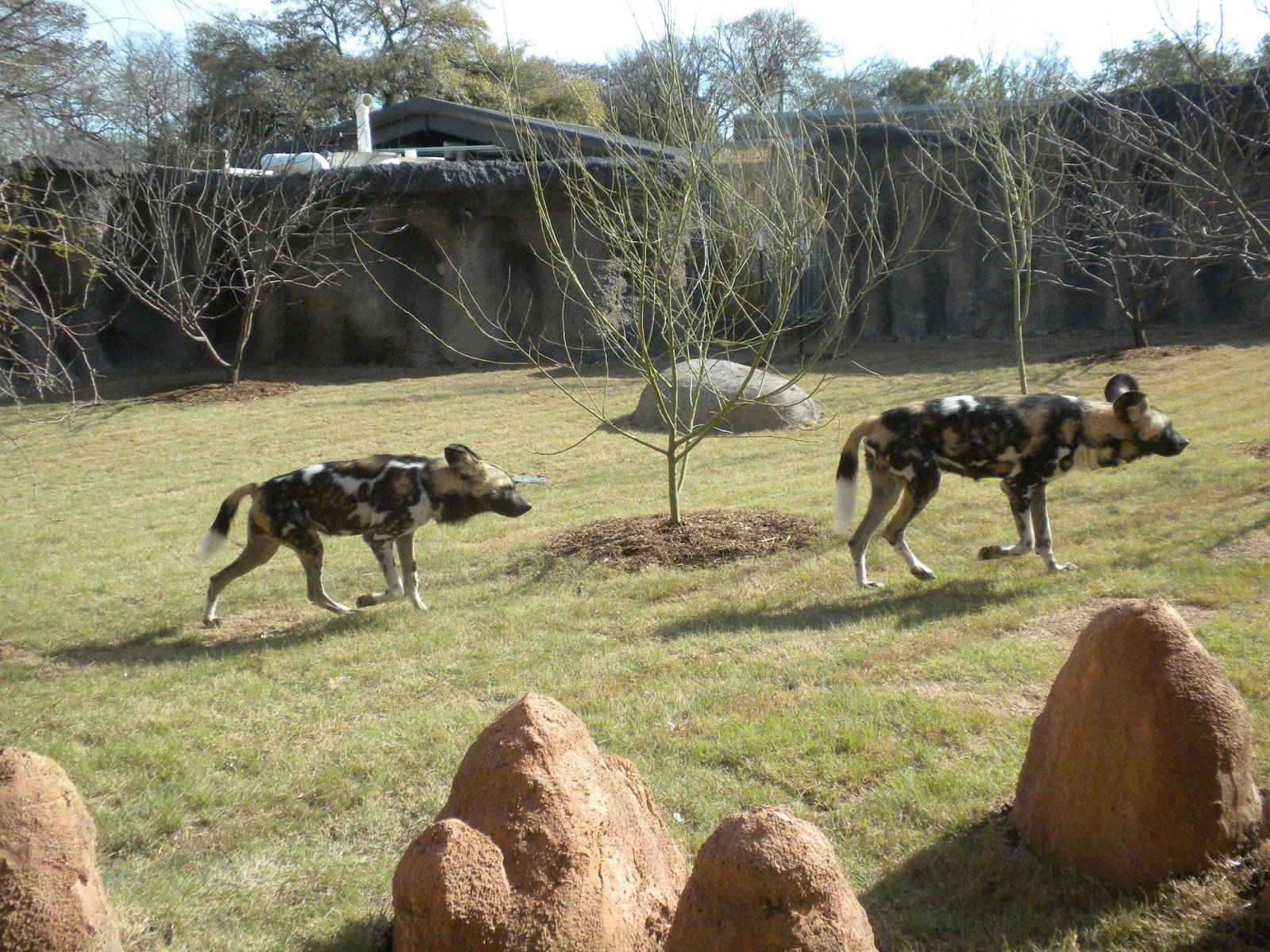 Africa Live 2 - African Wild Dog