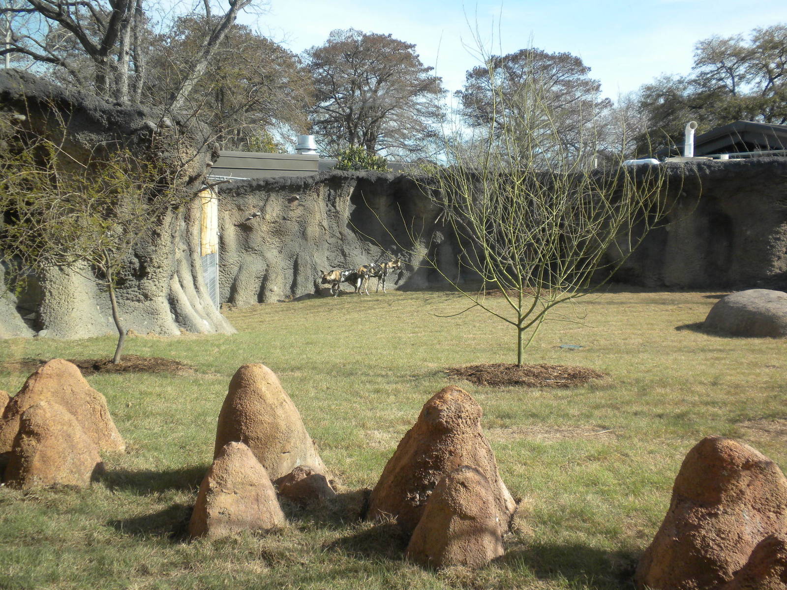 Africa Live 2 - African Wild Dog