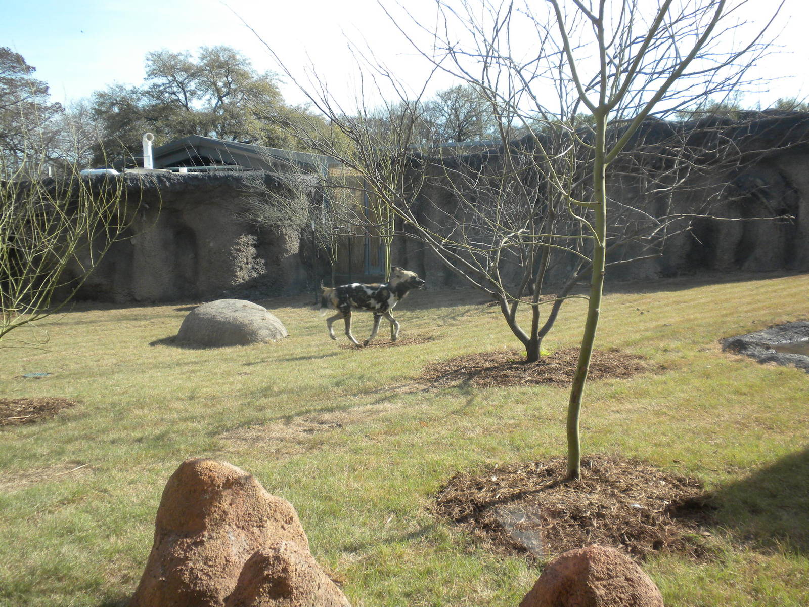 Africa Live 2 - African Wild Dog